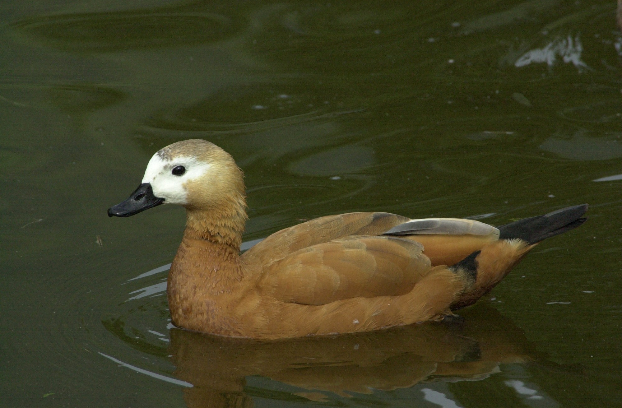 tadorne_casarca_-_tadorna_ferruginea3md