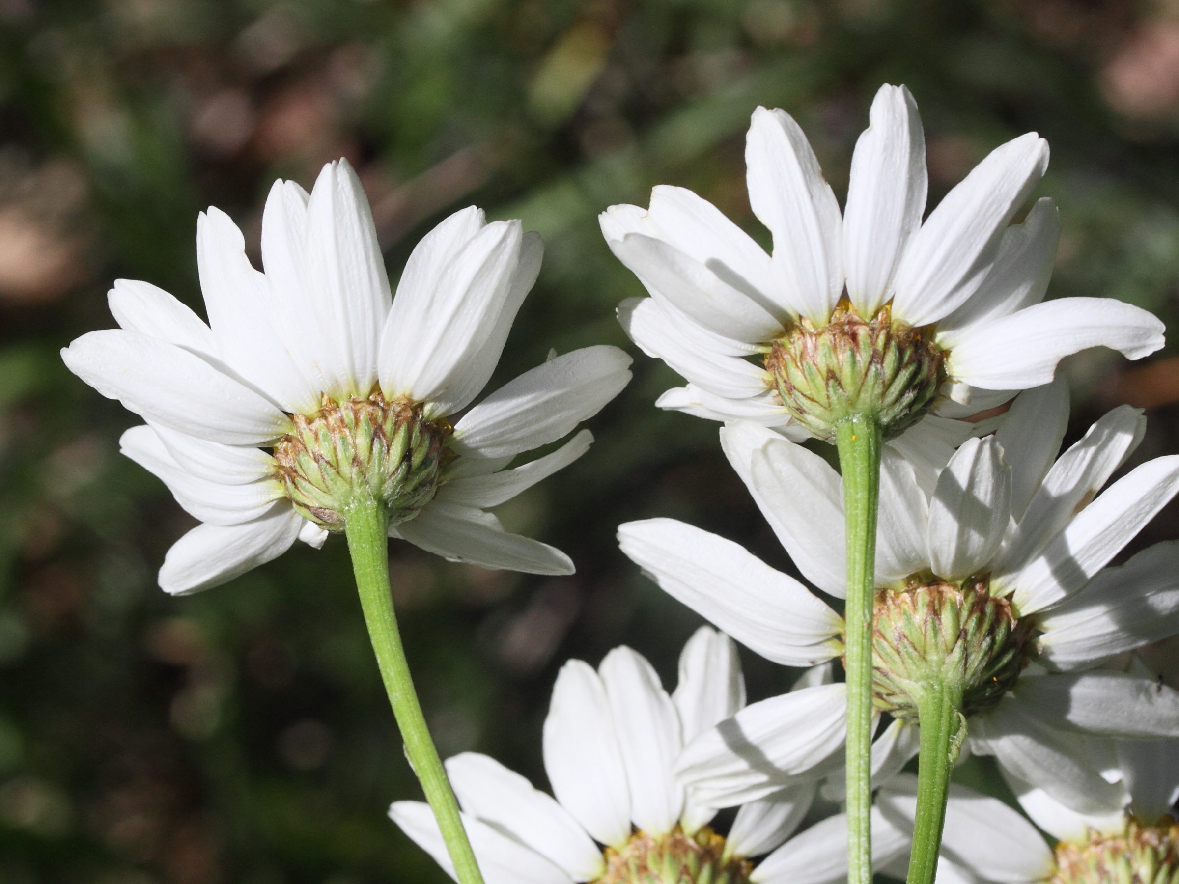 tanacetum_corymbosum_corymbosum6md