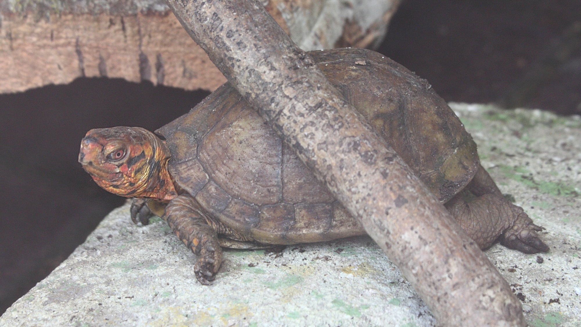 terrapene_carolina2md