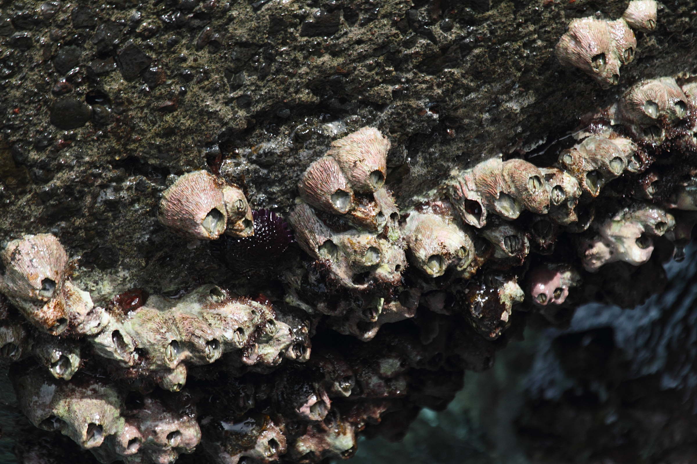 tetraclita_squamosa2bd