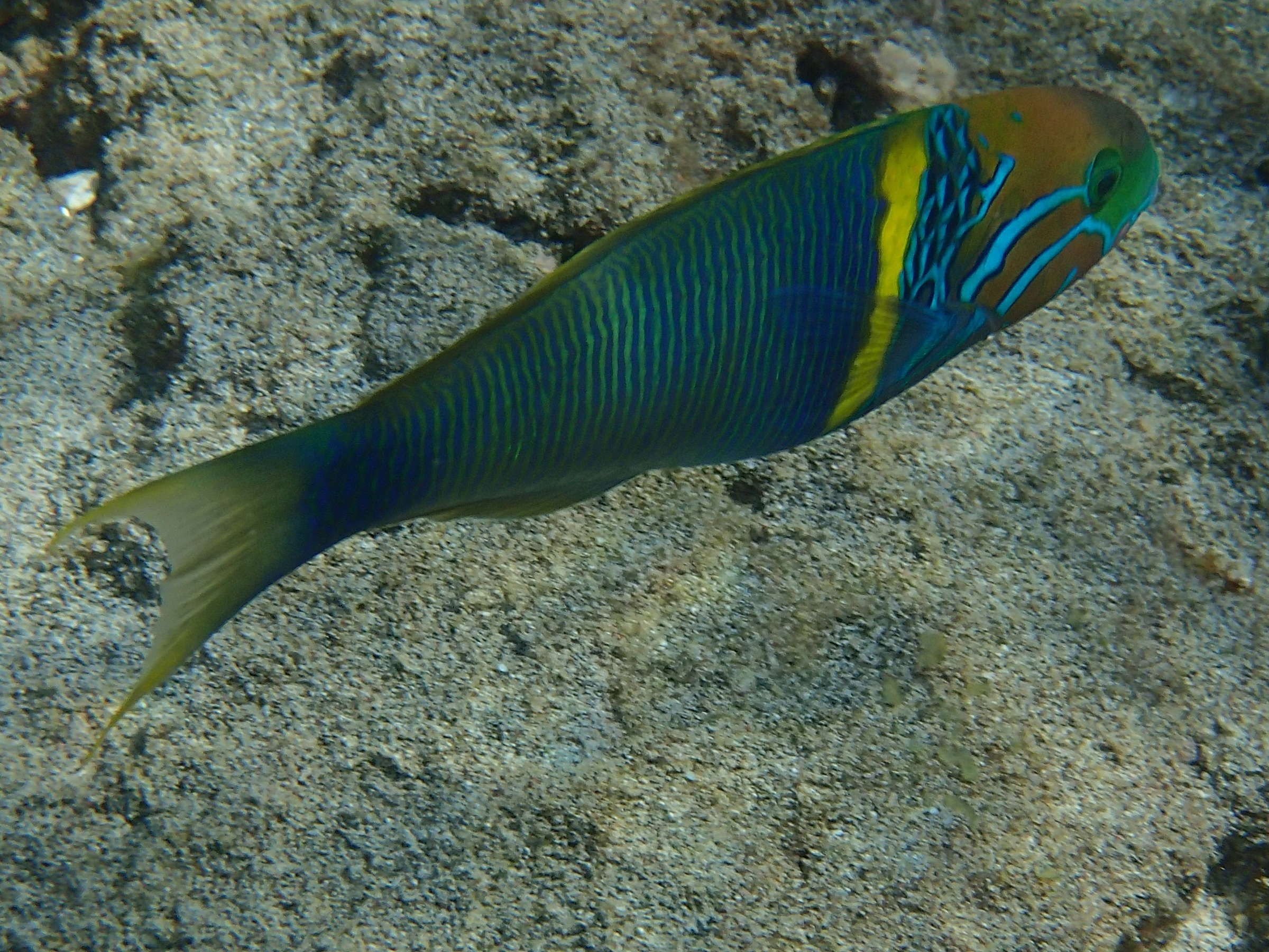 thalassoma_hebraicum1bd