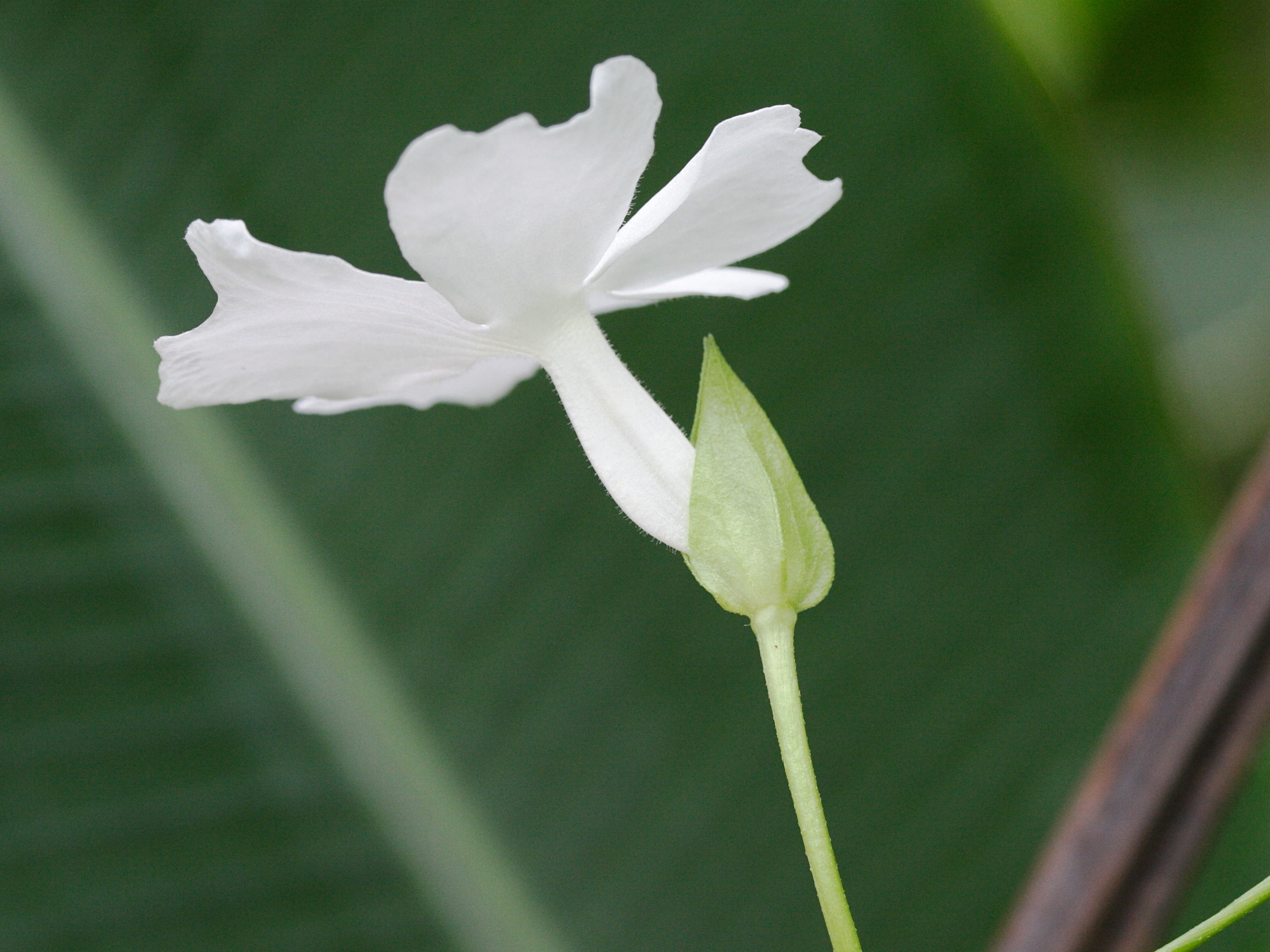thunbergia_laevis3md