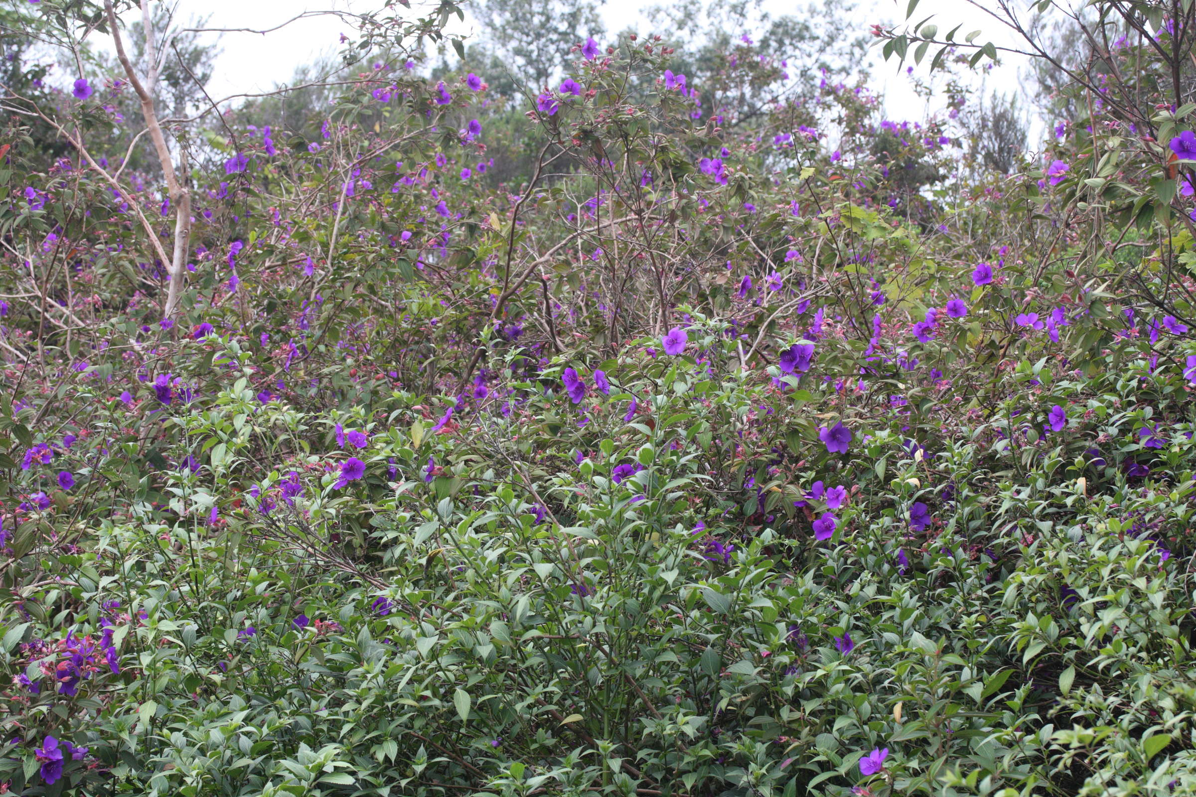 Afficher le média tibouchina_urvilleana4md tibouchina_urvilleana4md