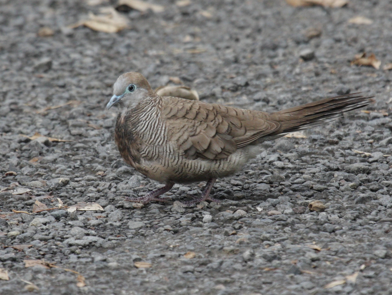 Afficher le média tourterelle_zebree_-_geopelia_striata1bd tourterelle_zebree_-_geopelia_striata1bd
