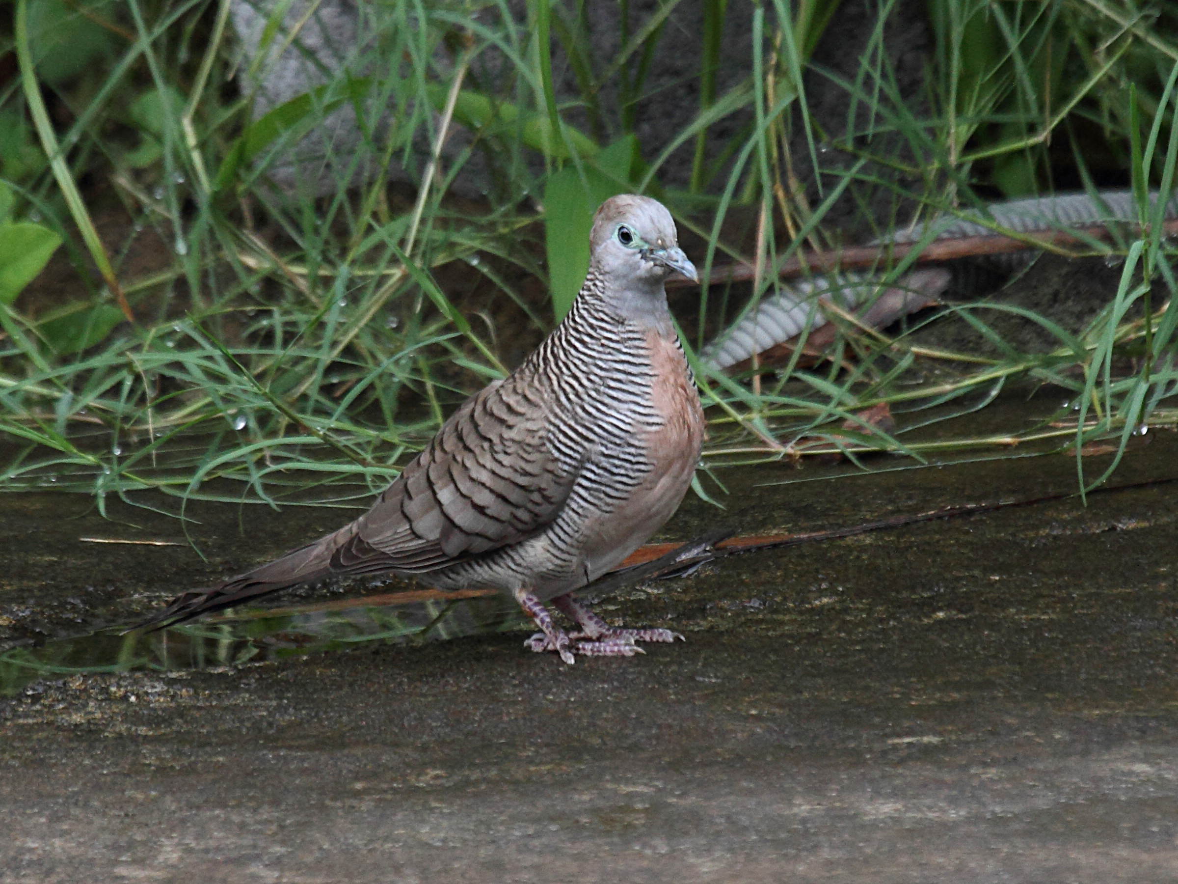 Afficher le média tourterelle_zebree_-_geopelia_striata4bd tourterelle_zebree_-_geopelia_striata4bd