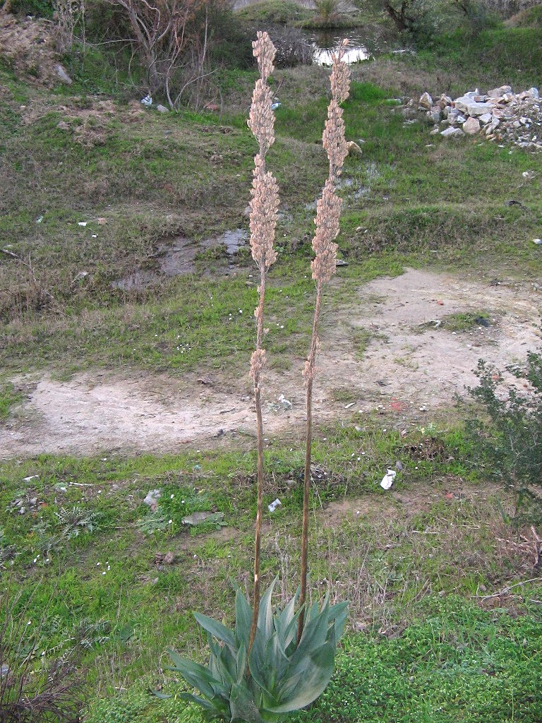 urginea_maritima3btd