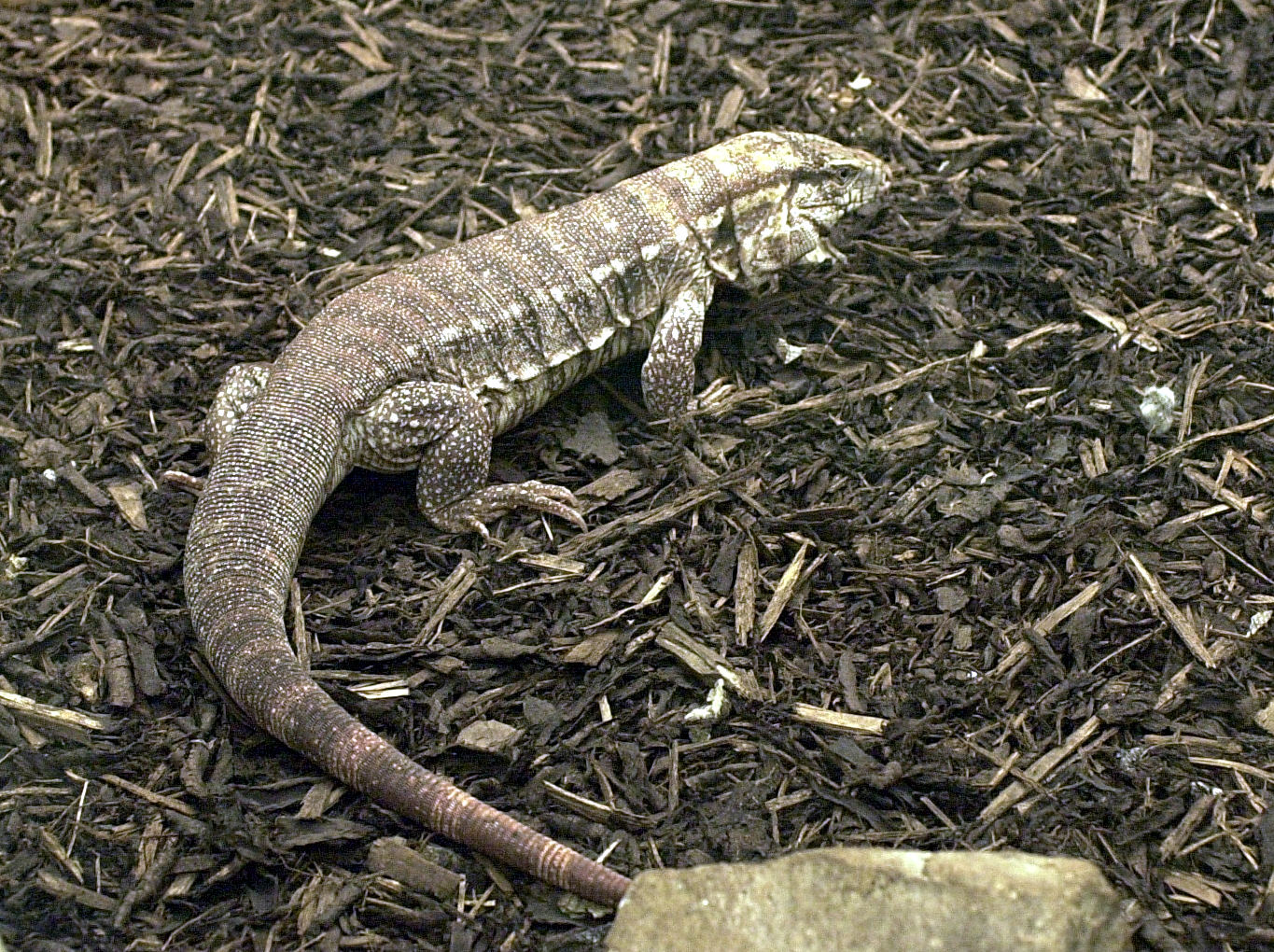 varanus_niloticus3md