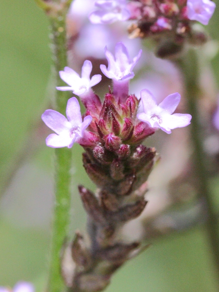 verbena_brasiliensis3md
