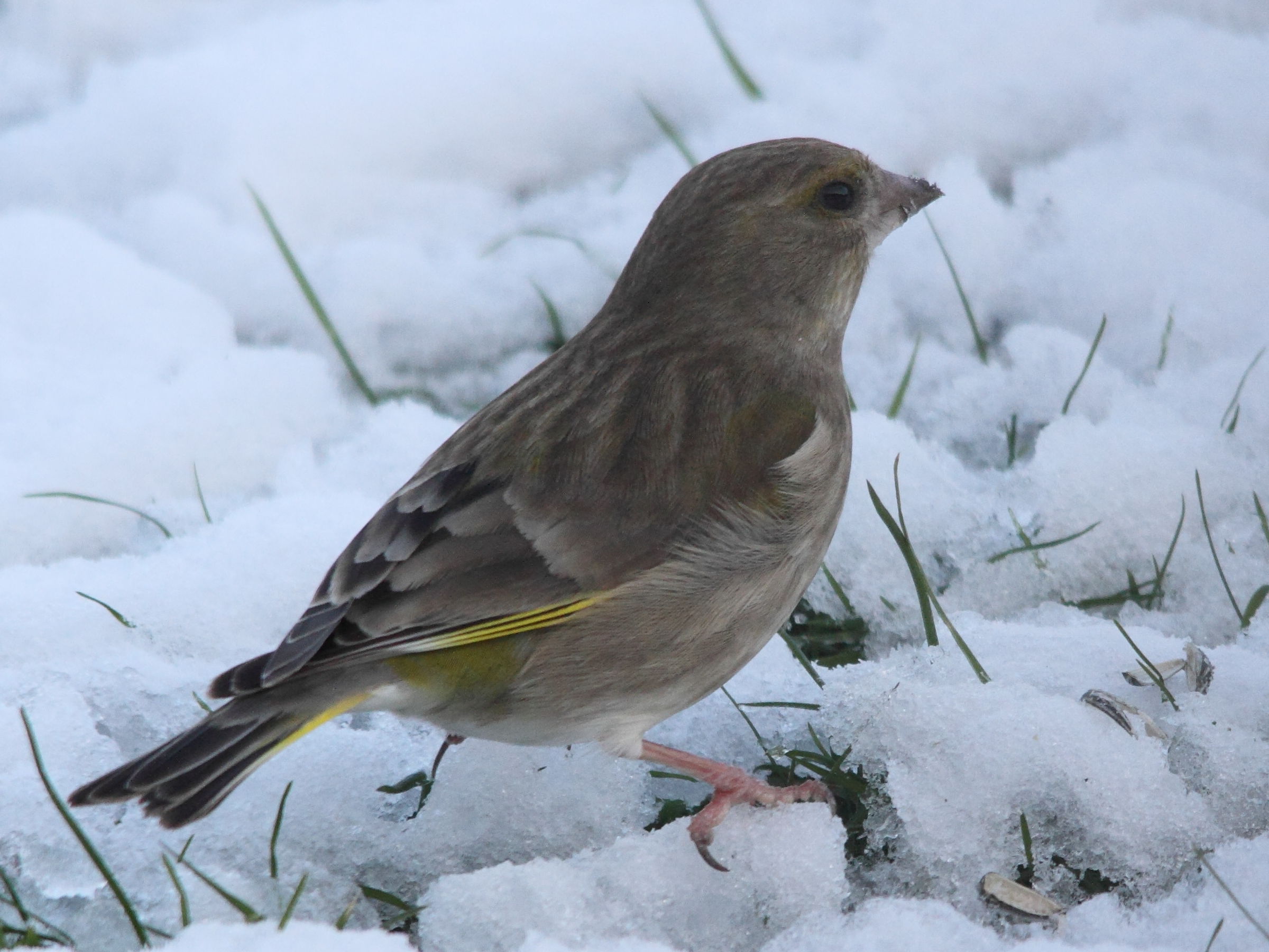 verdier_d-europe_-_carduelis_chloris7md