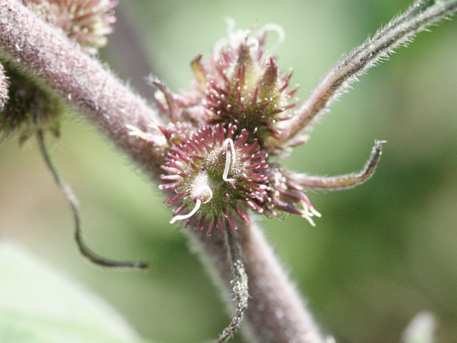xanthium_strumarium3md