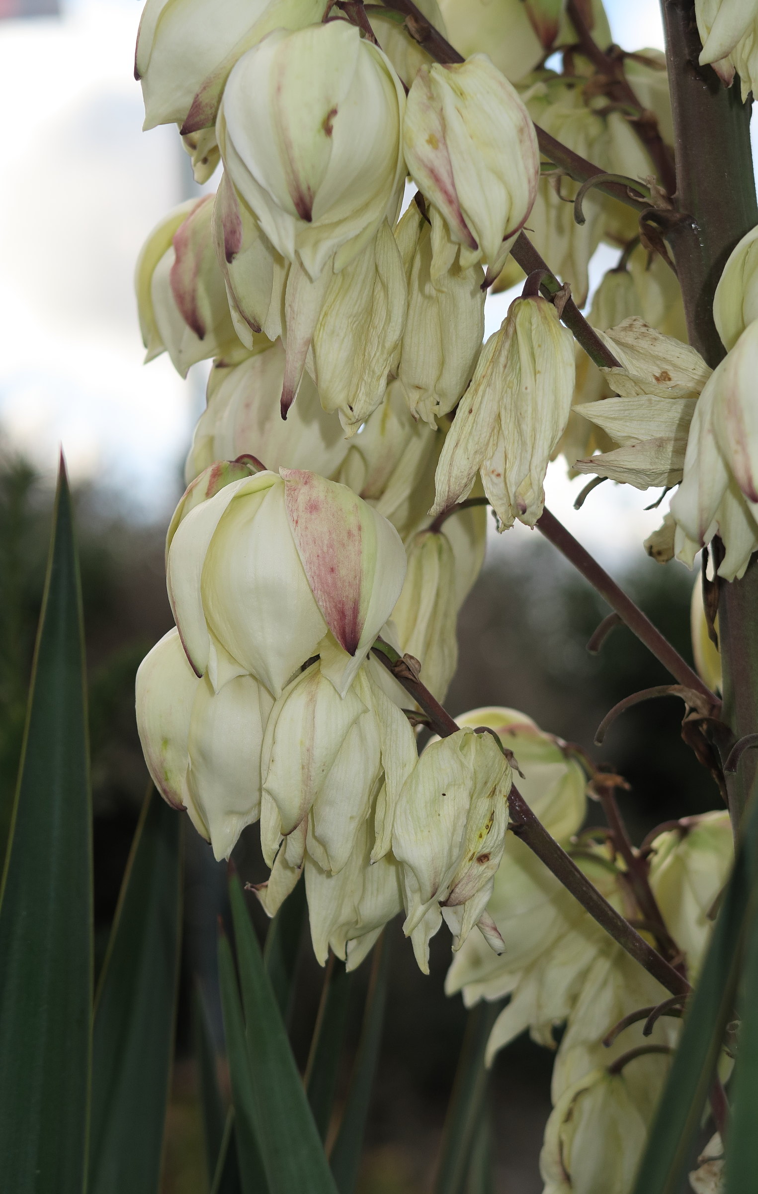 yucca_gloriosa6md