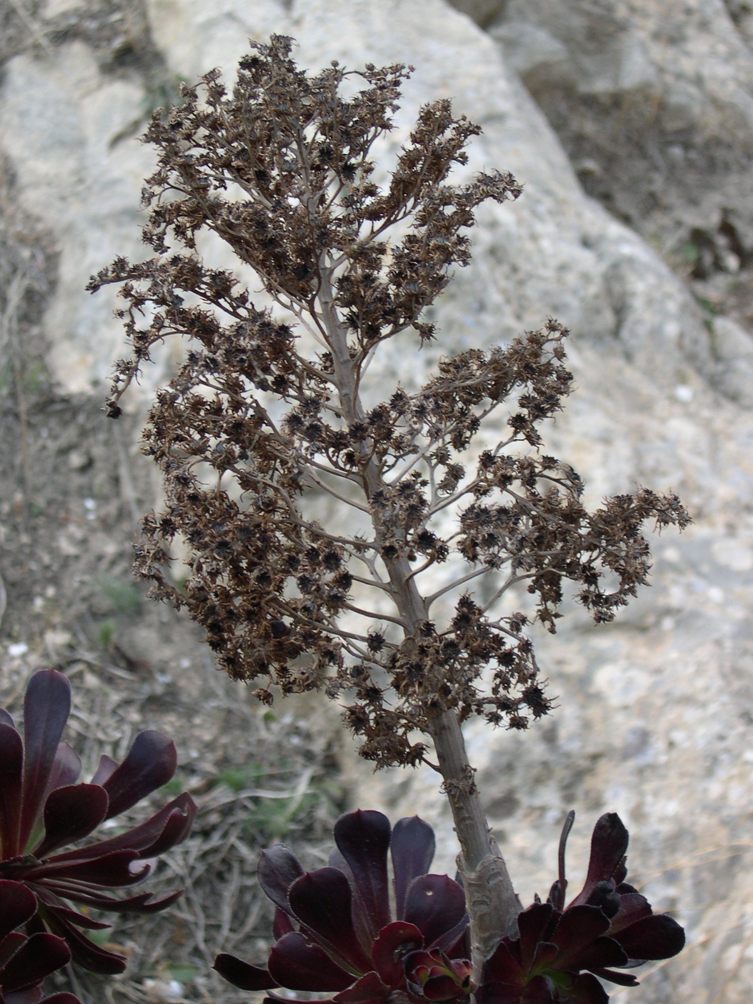 aeonium_arboreum4md