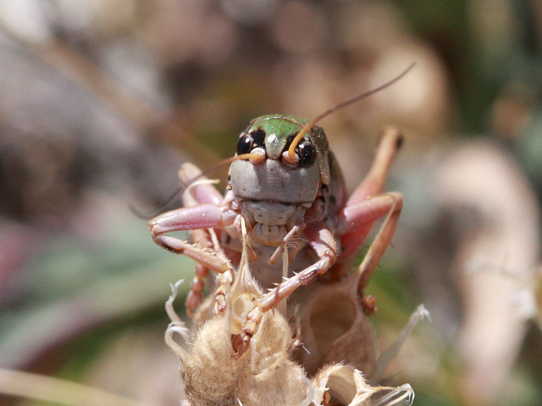 anonconotus_alpinus4bd