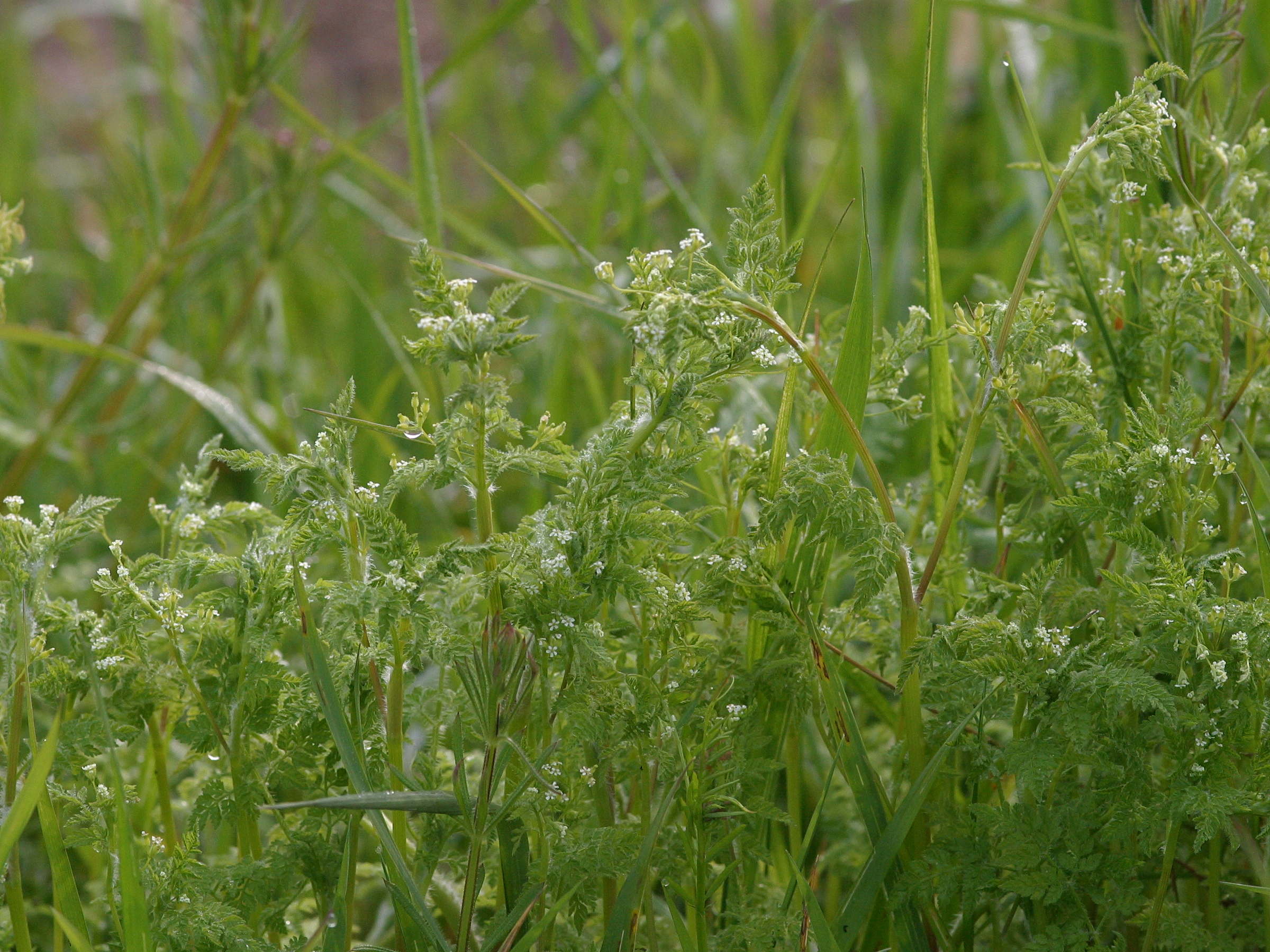 Afficher le média anthriscus_caucalis1md anthriscus_caucalis1md