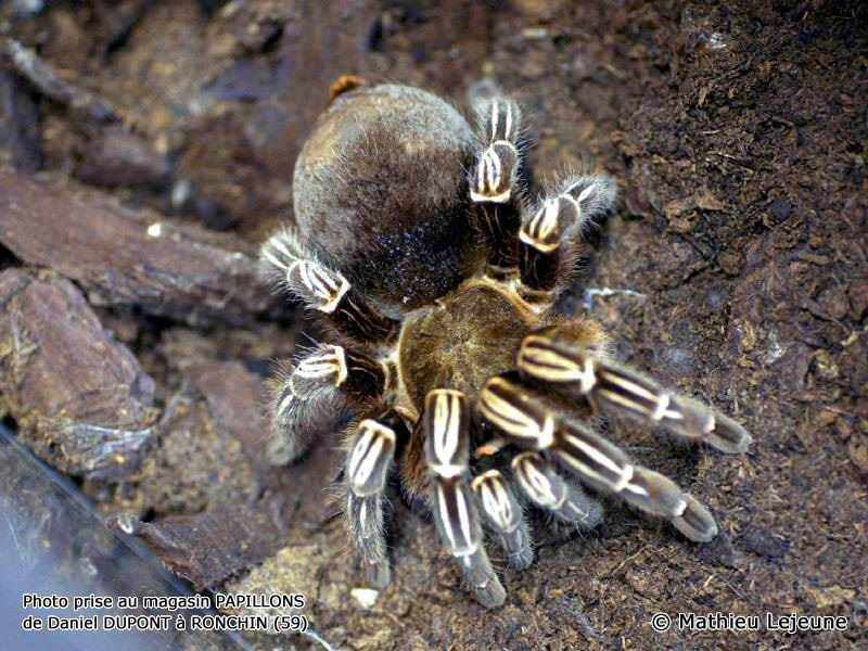 aphonopelma_seemanni1ml