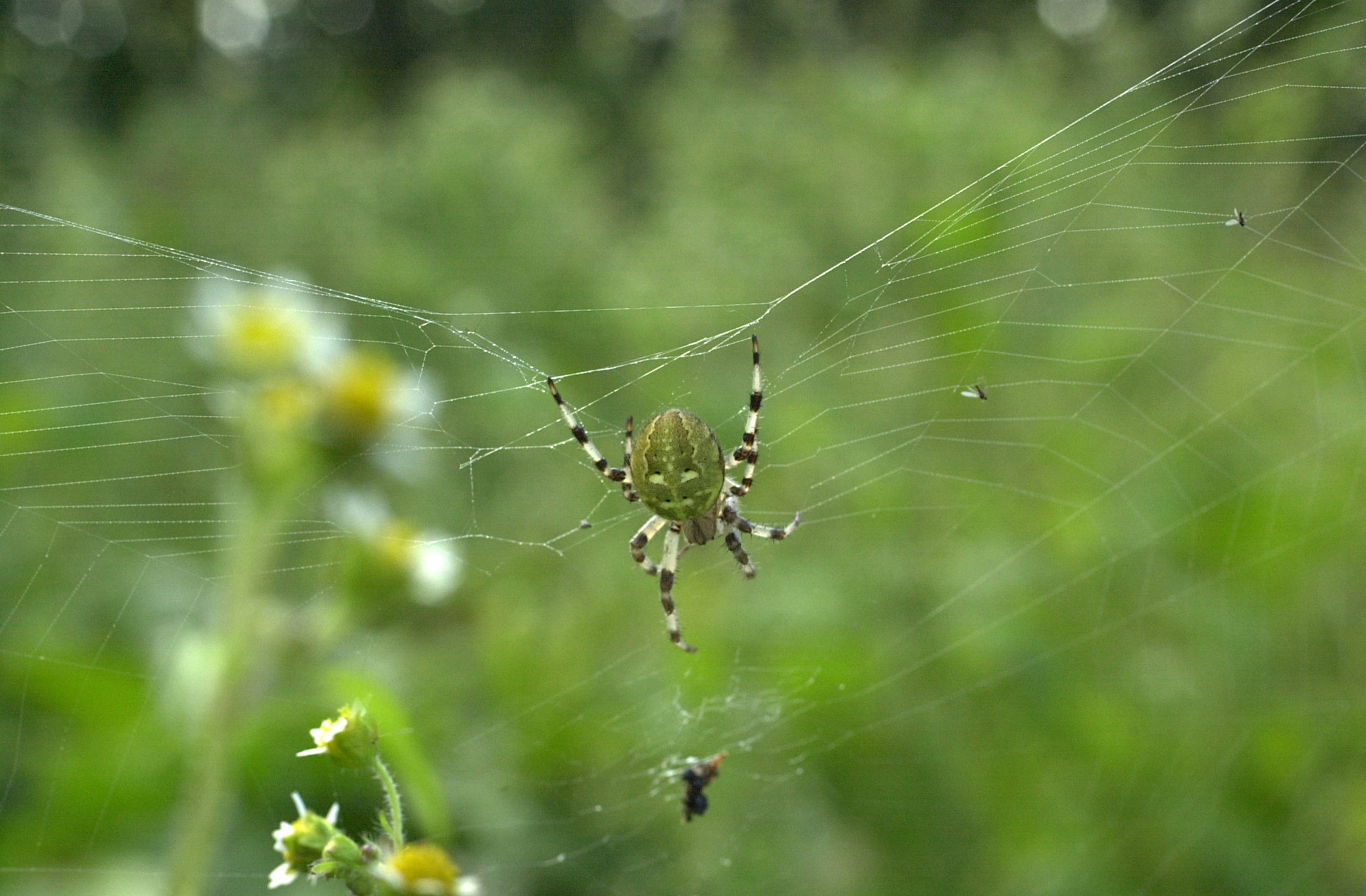araneus_marmoreus4md