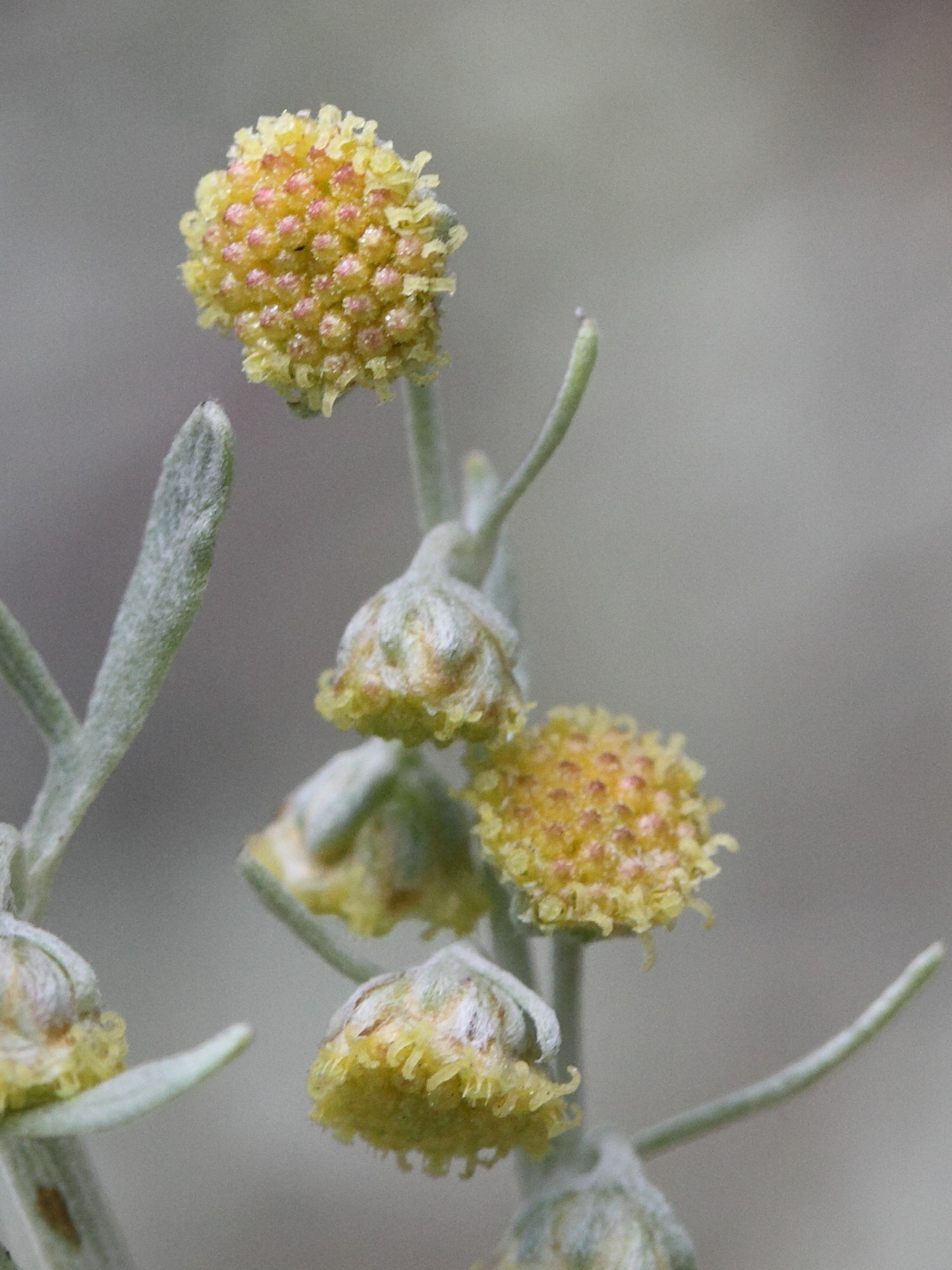 artemisia_absinthiummd