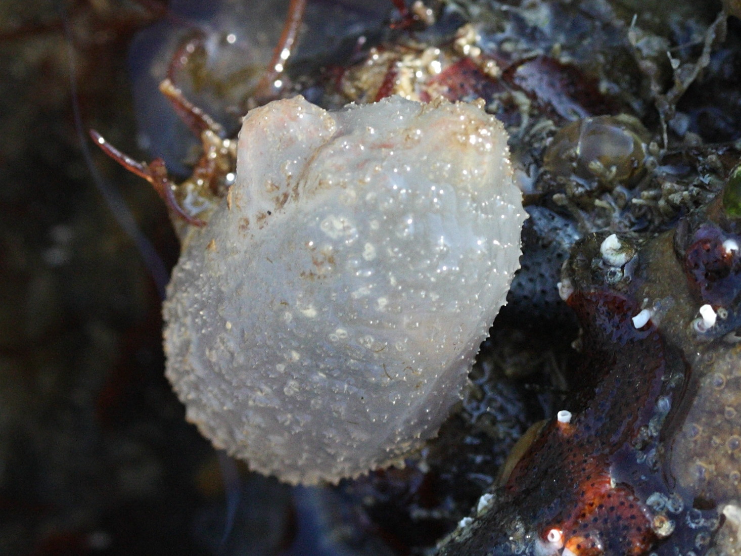 ascidiella_scabra2md