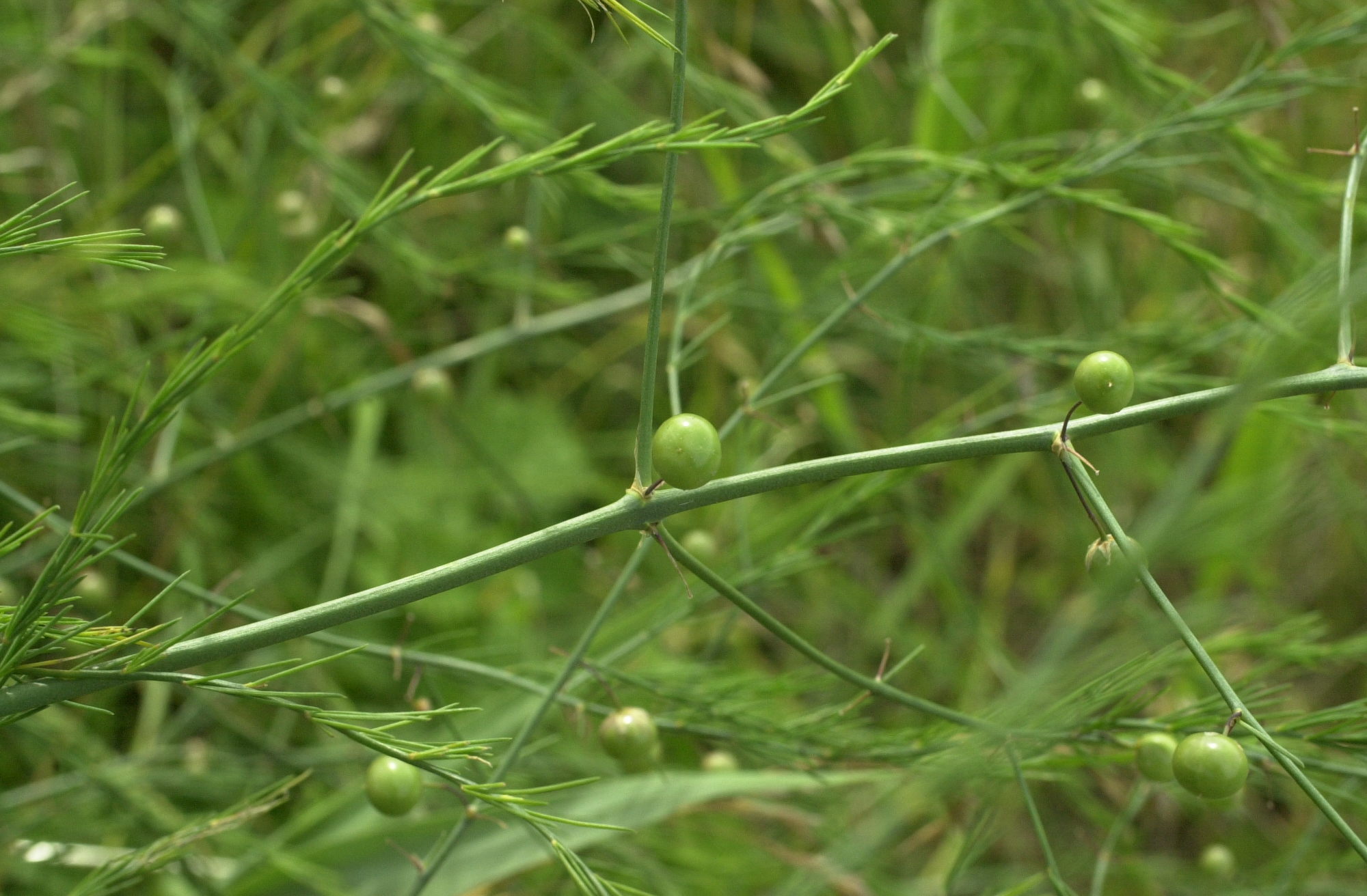 Asparagus_officinalis