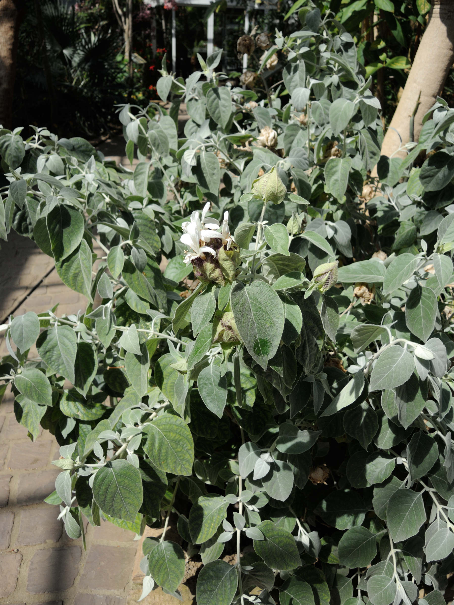 Afficher le média barleria_albostellata1md barleria_albostellata1md