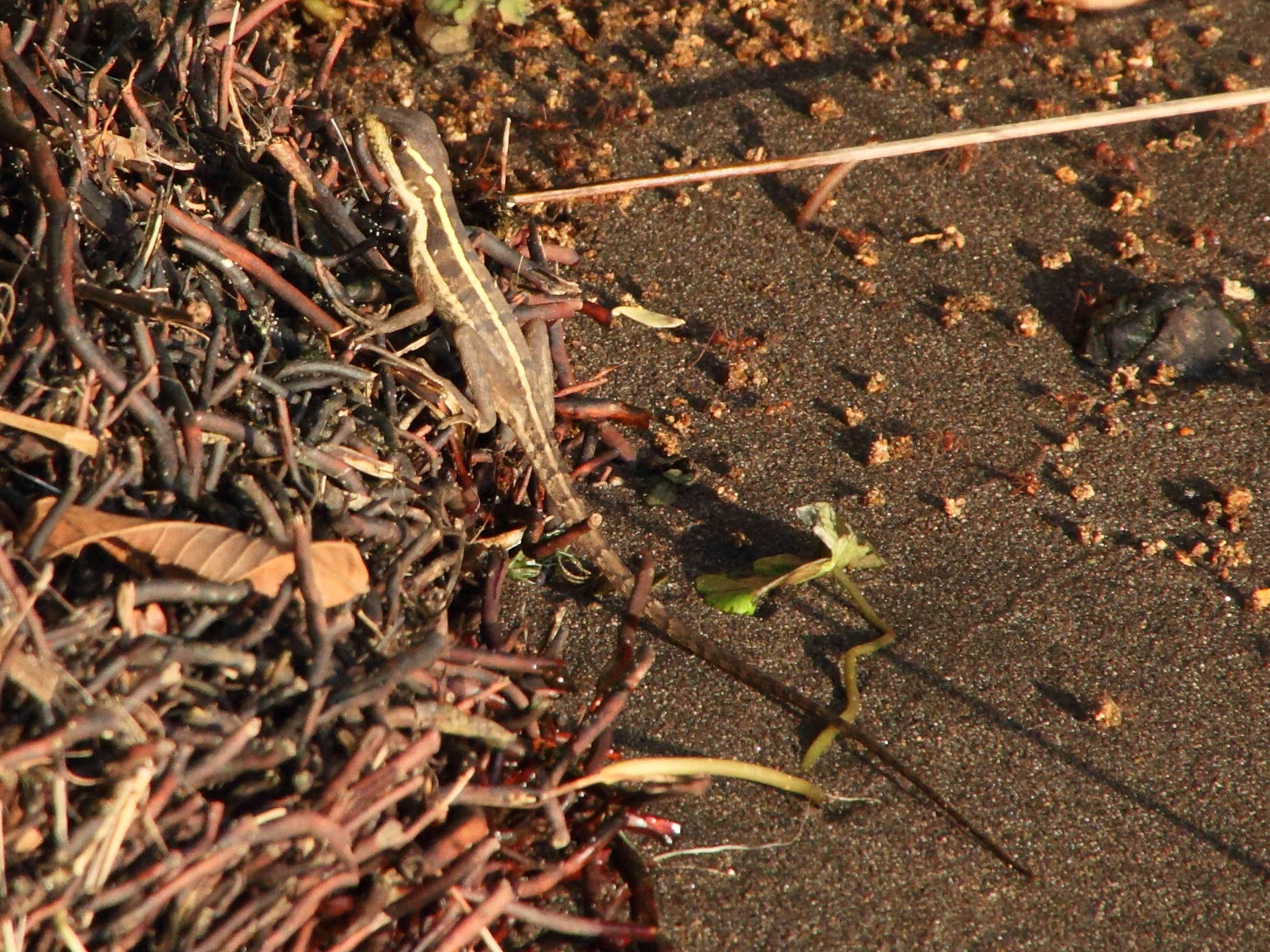 basiliscus_vittatus3md