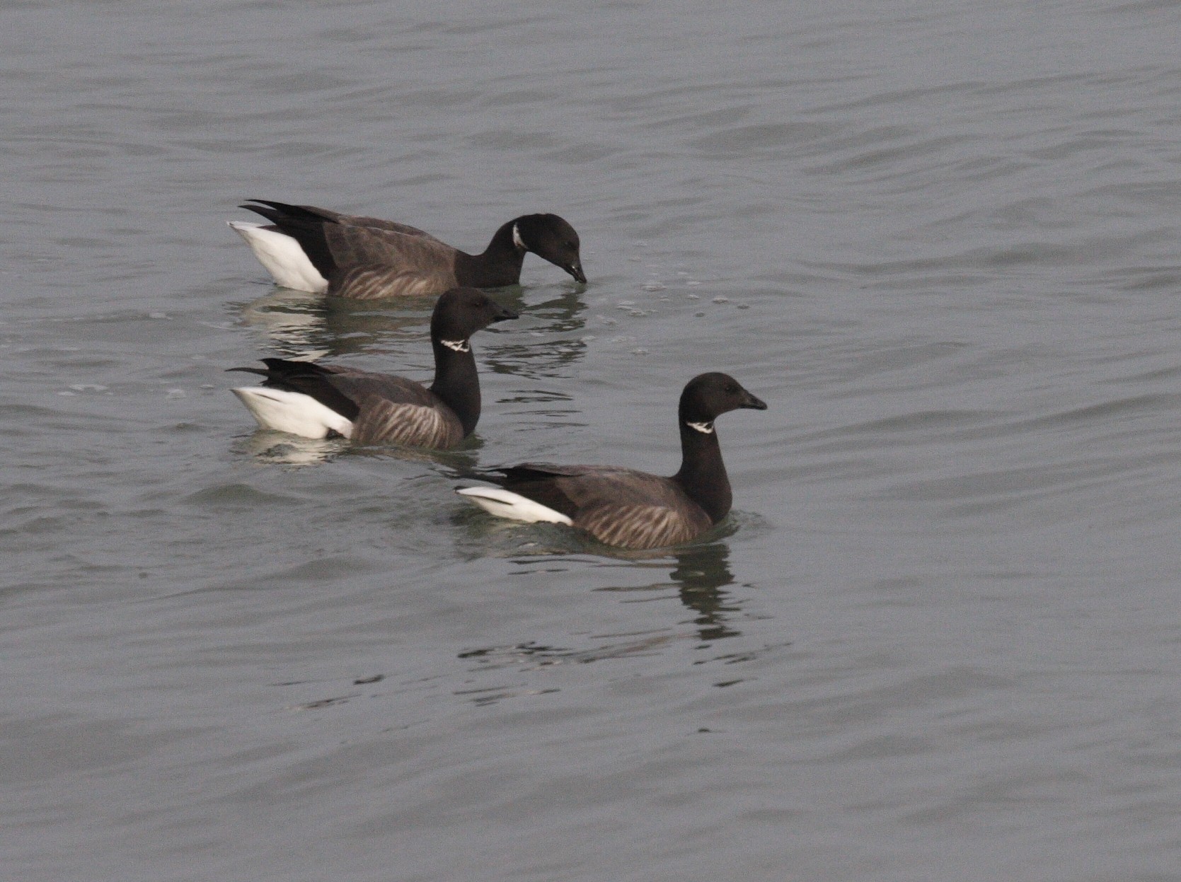 bernache_cravant_-_branta_bernicla1bd