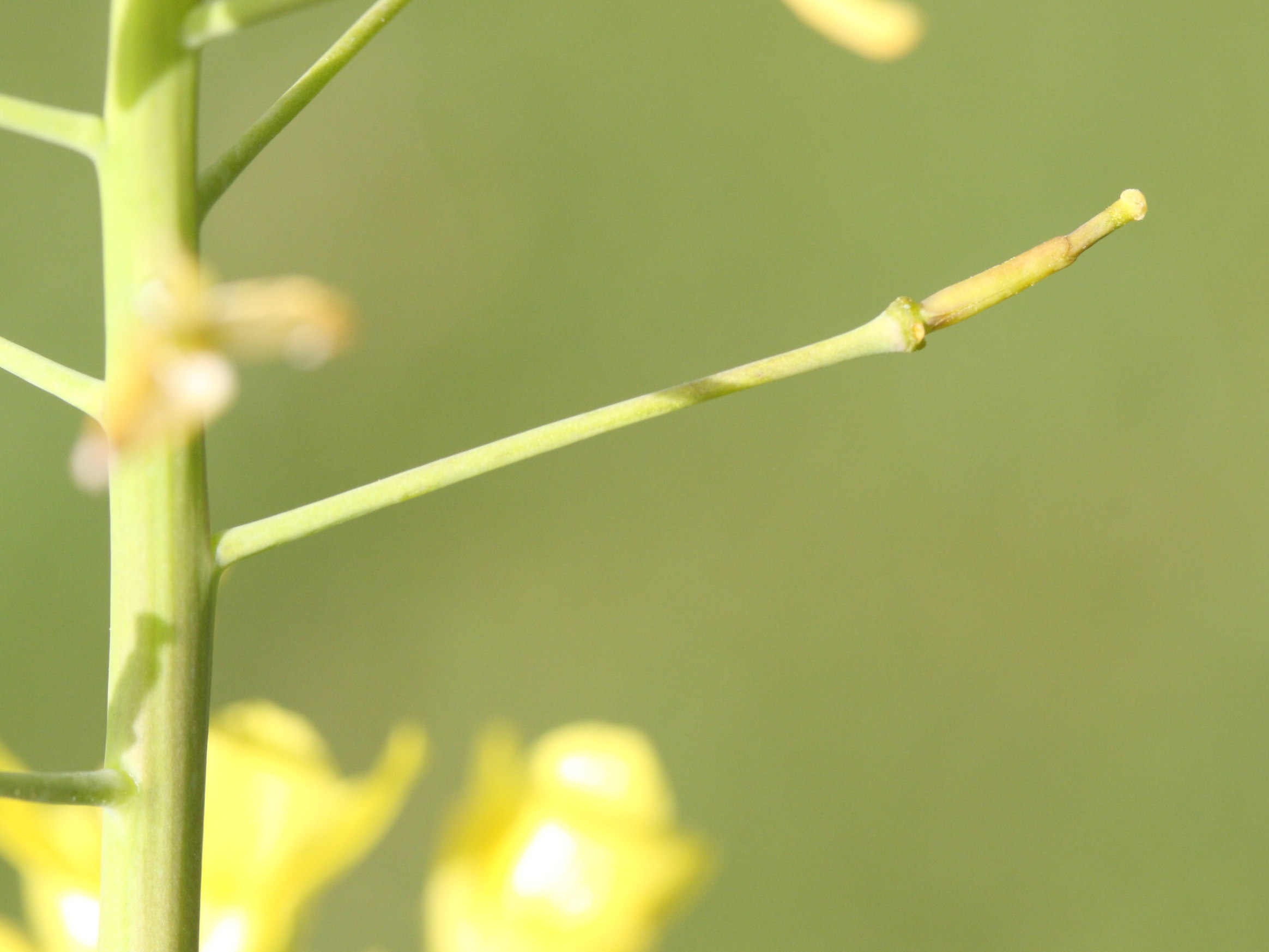Afficher le média brassica_rapa_rapa4md brassica_rapa_rapa4md
