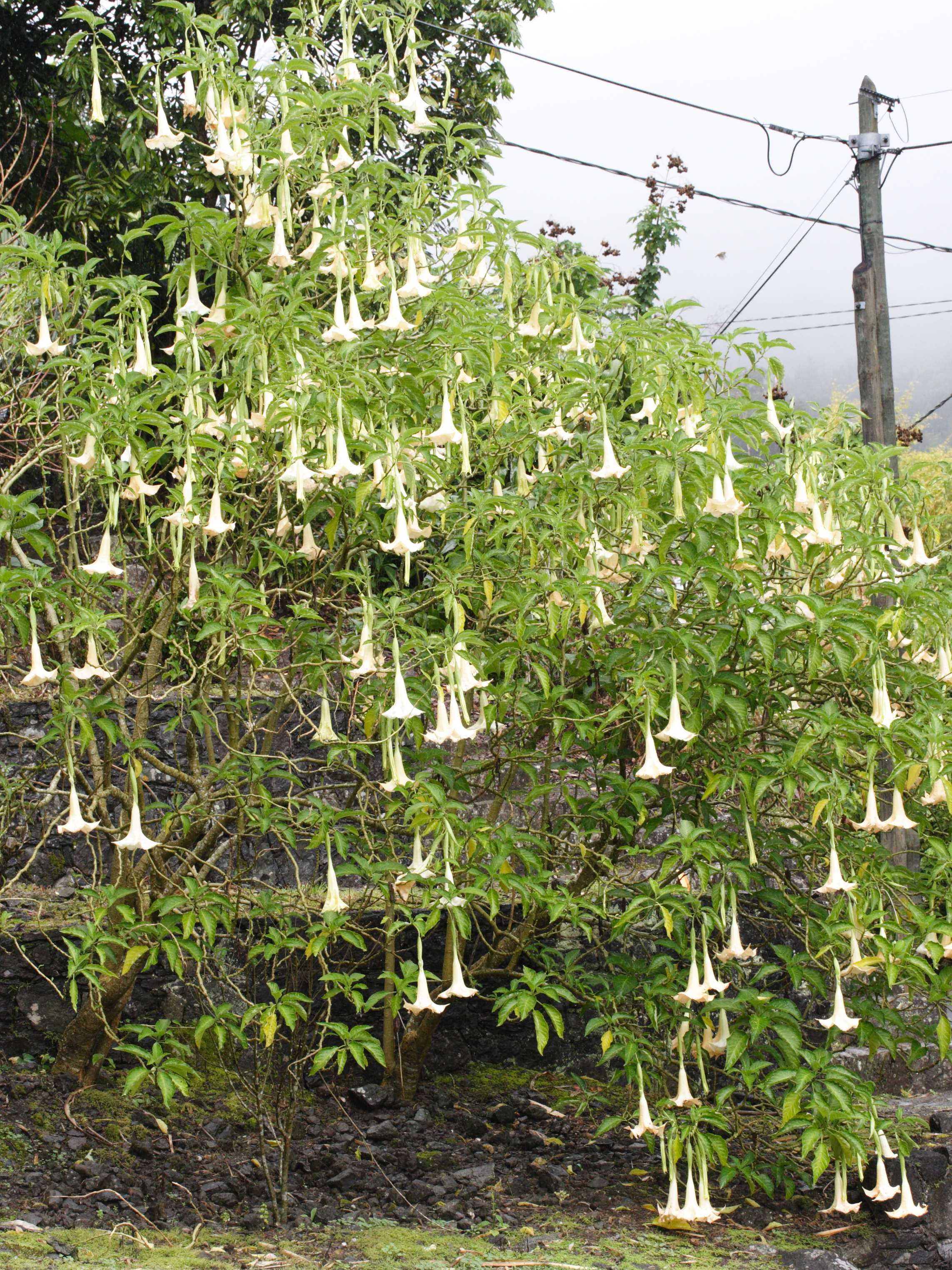brugmansia_suaveolens1md