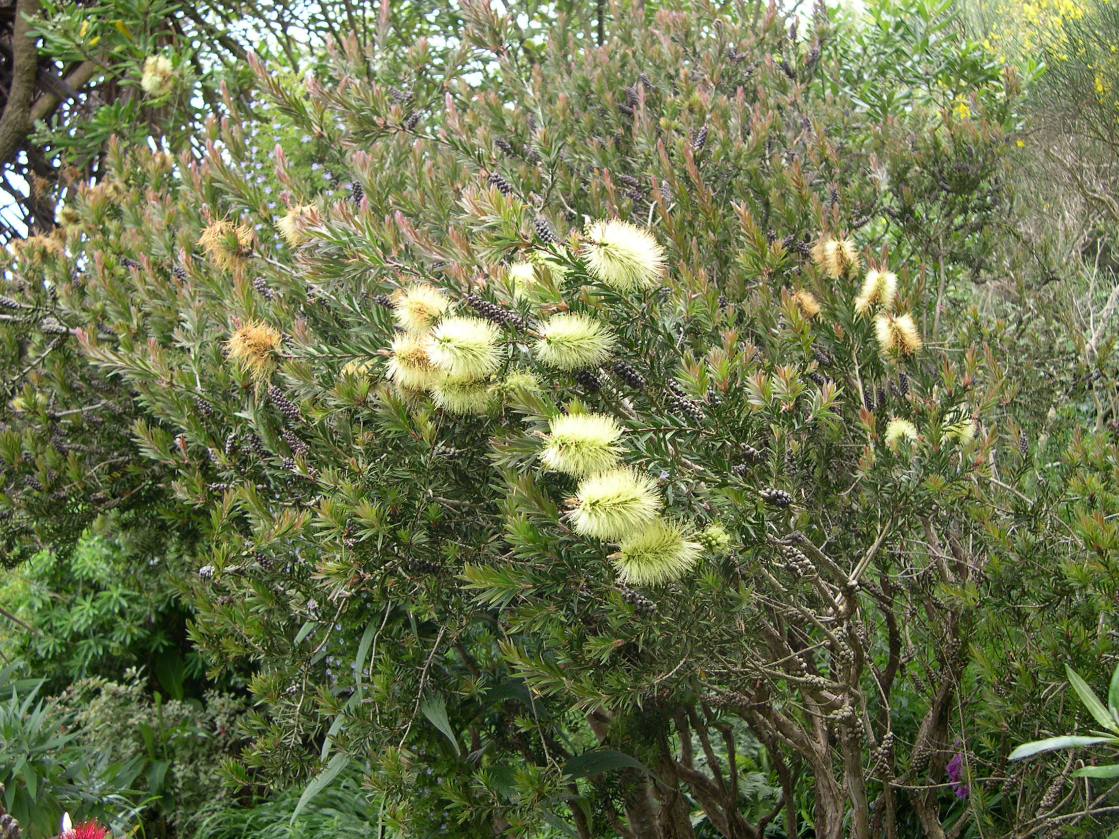 Afficher le média callistemon_pityoides1md callistemon_pityoides1md