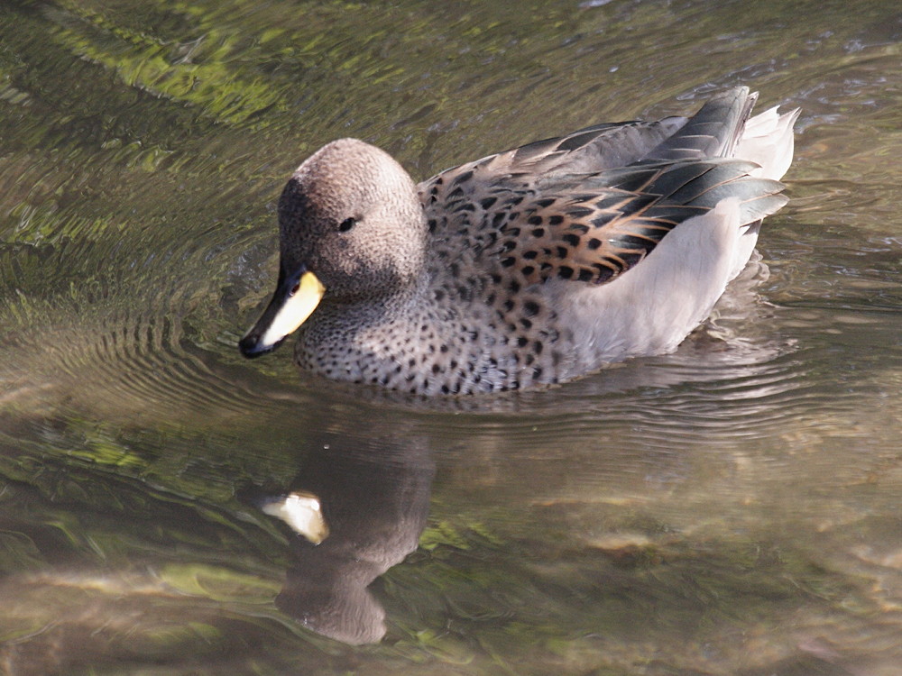 canard_a_bec_jaune_-_anas_undulata1bd