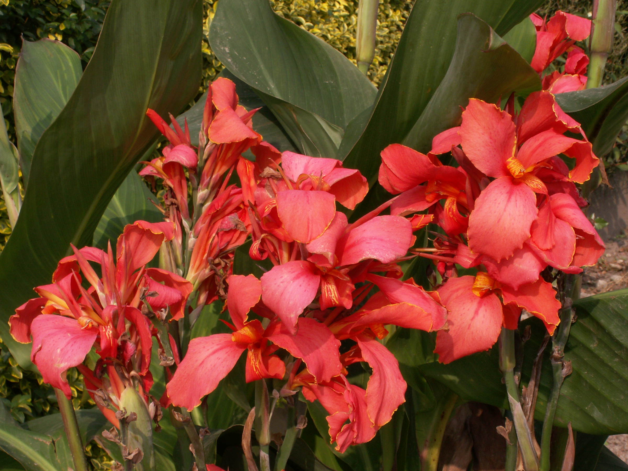 canna_sp2md
