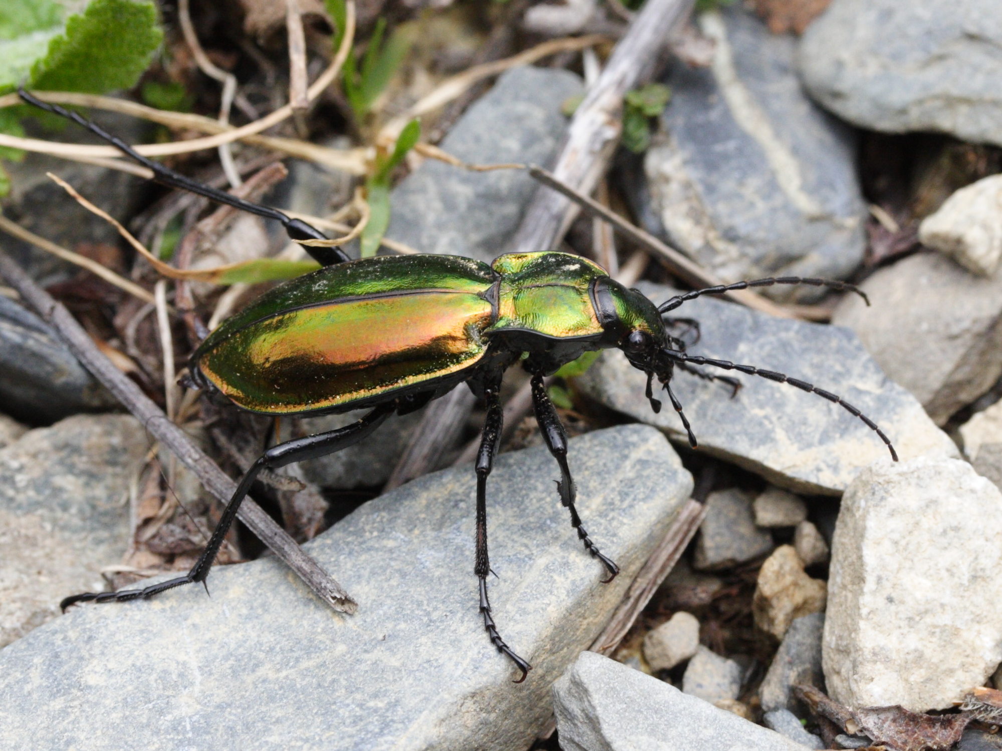 carabus_rutilans2md