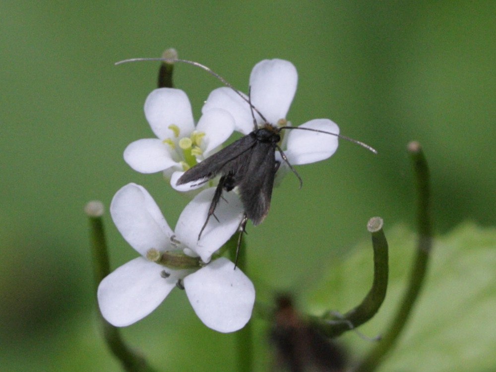 cauchas_rufimitrella2bd