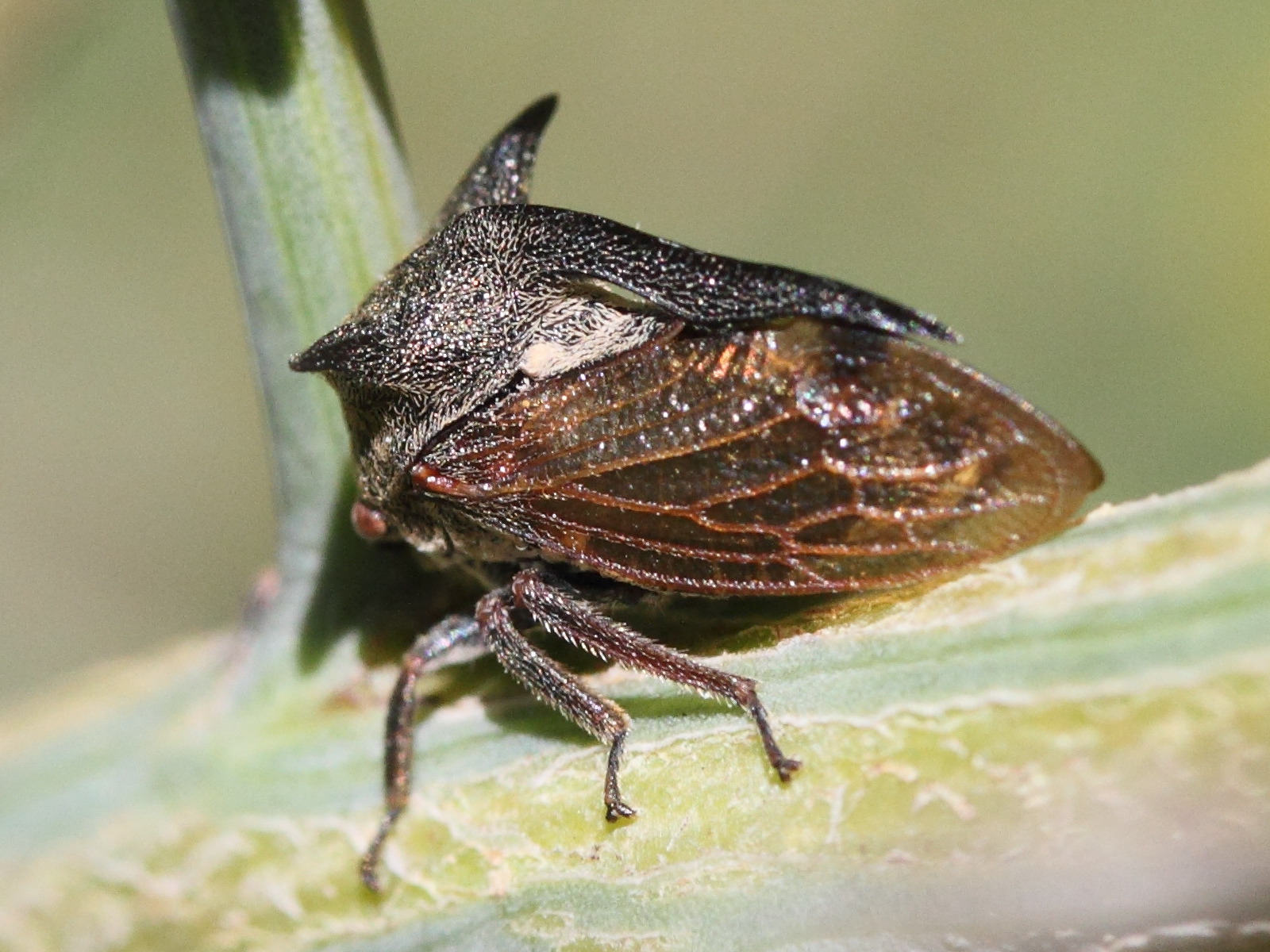 centrotus_cornutus4md