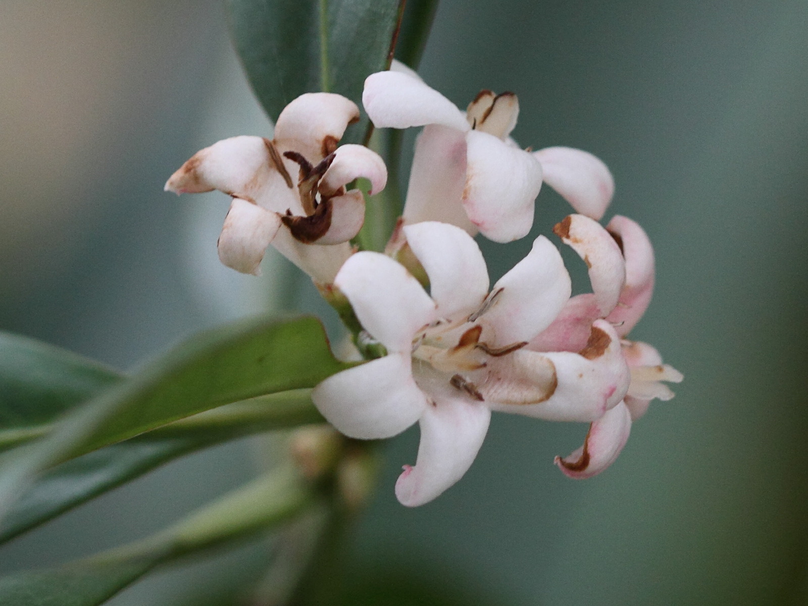 Afficher le média chapelieria_madagascariensis2bd chapelieria_madagascariensis2bd