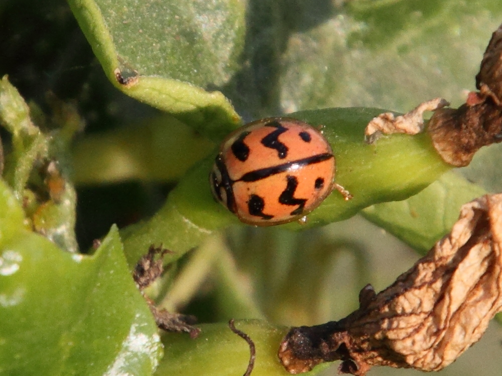 cheilomenes_sexmaculata1md