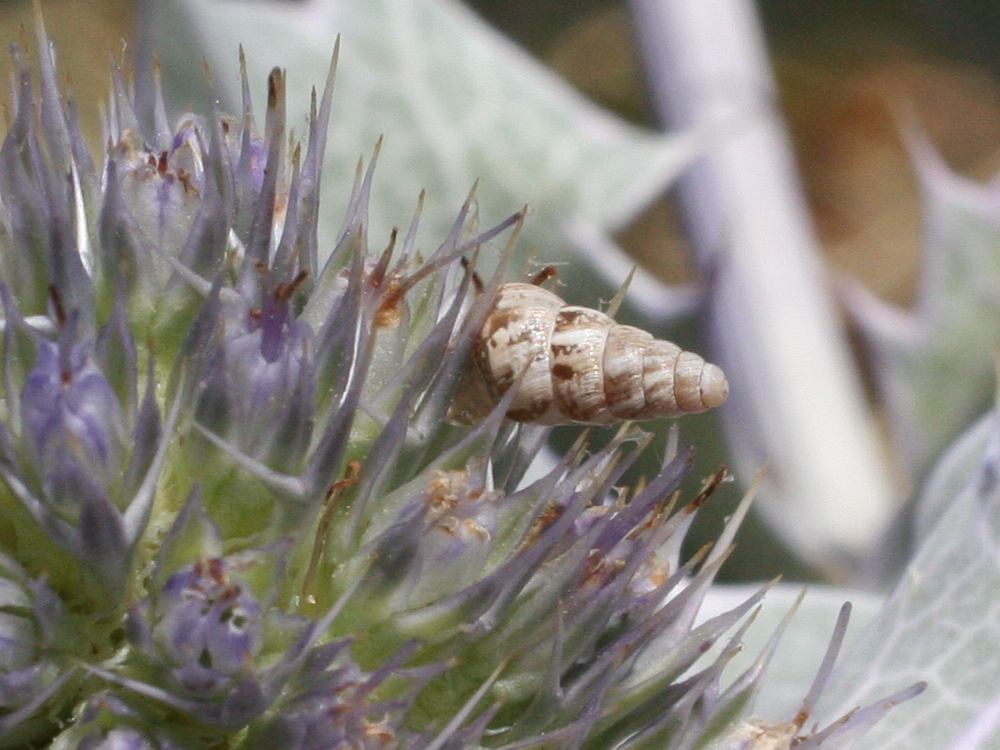 Afficher le média cochlicella_acuta2md cochlicella_acuta2md