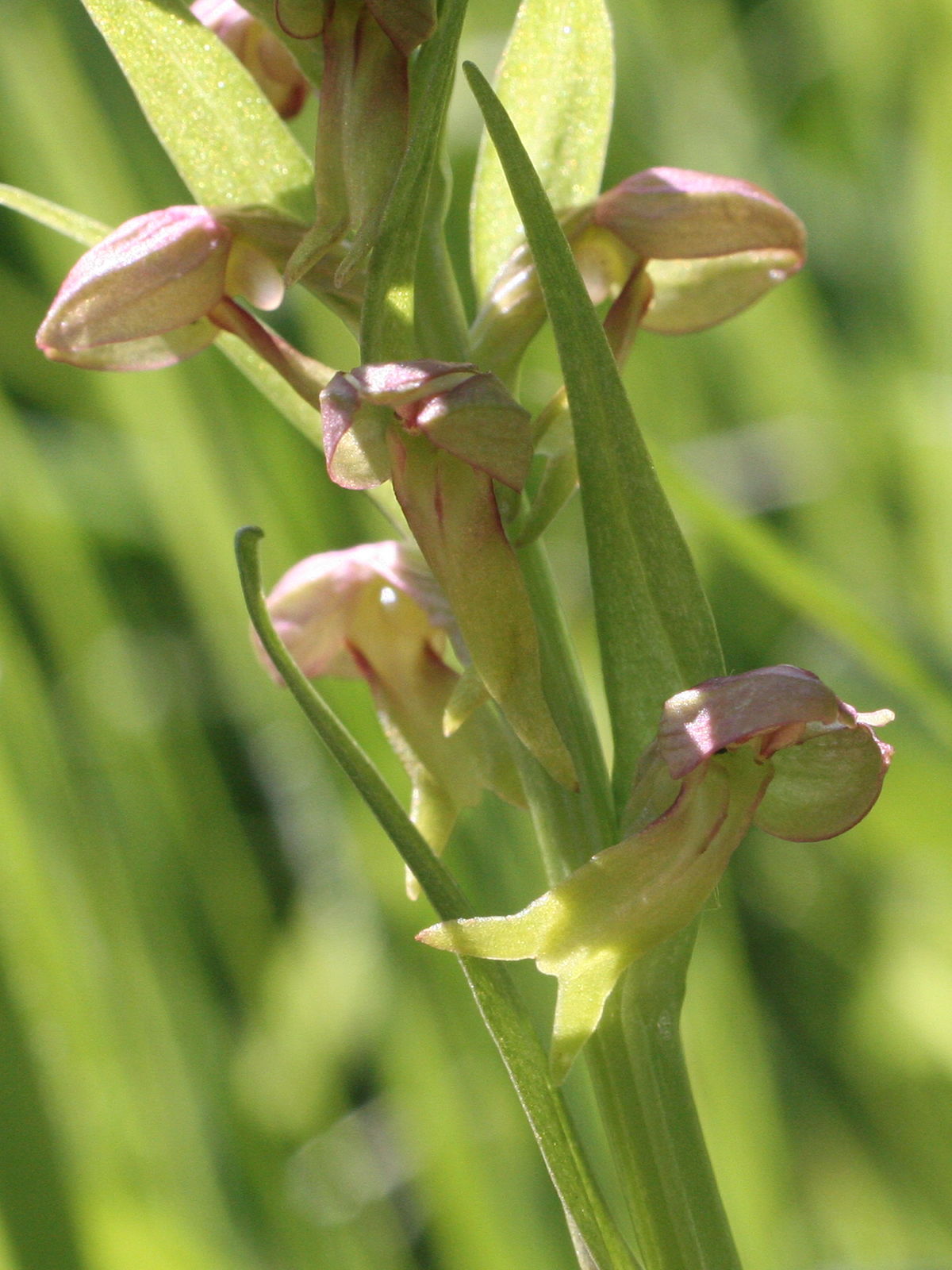 coeloglossum_viride3amd