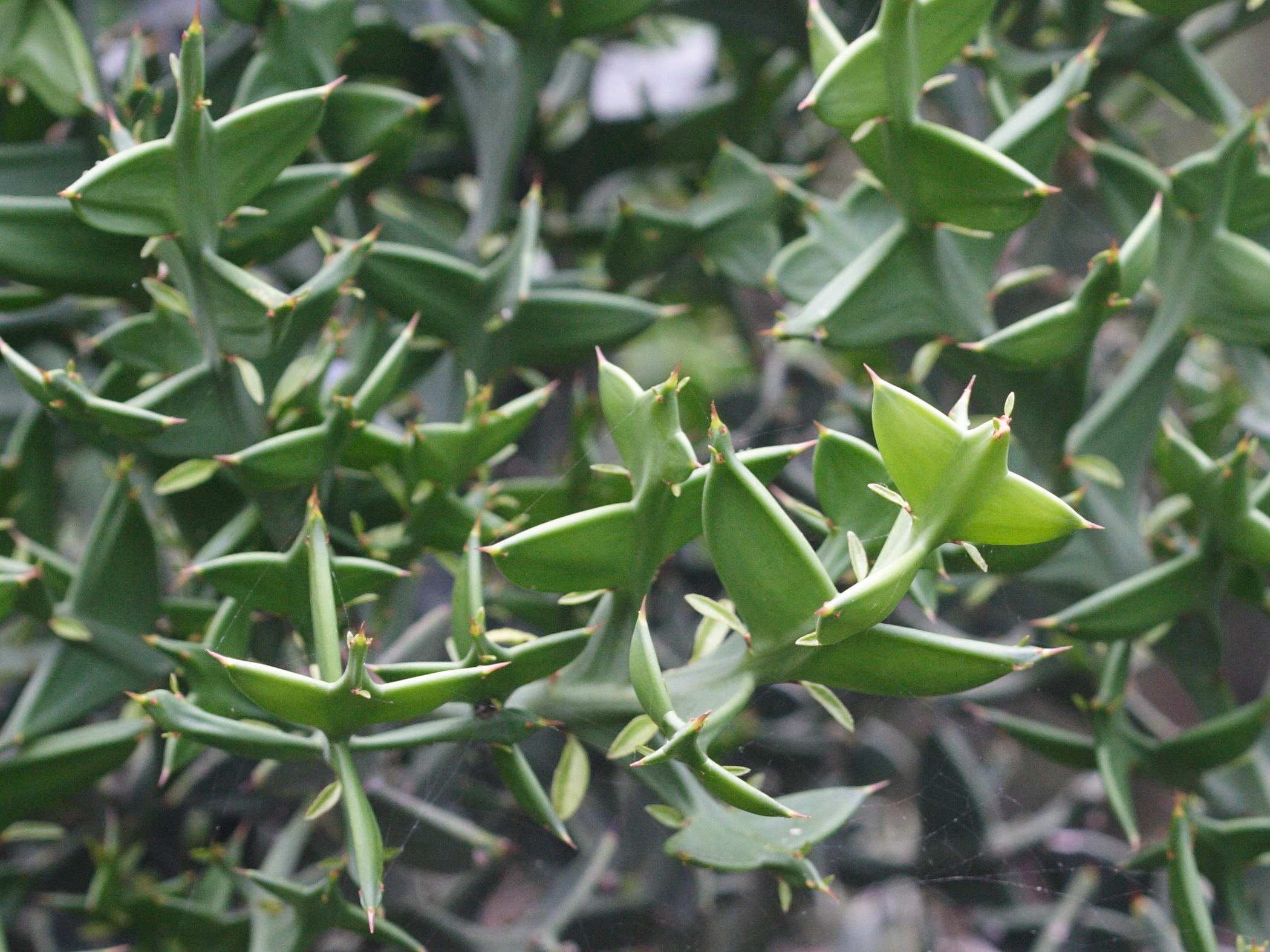 Colletia_paradoxa
