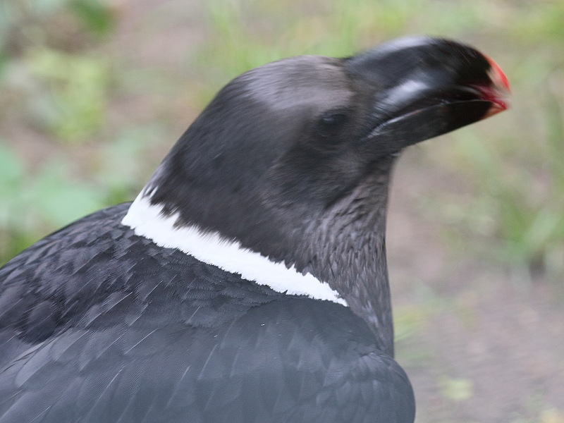 Afficher le média corbeau_a_nuque_blanche_-_corvus_albicollis1bd corbeau_a_nuque_blanche_-_corvus_albicollis1bd
