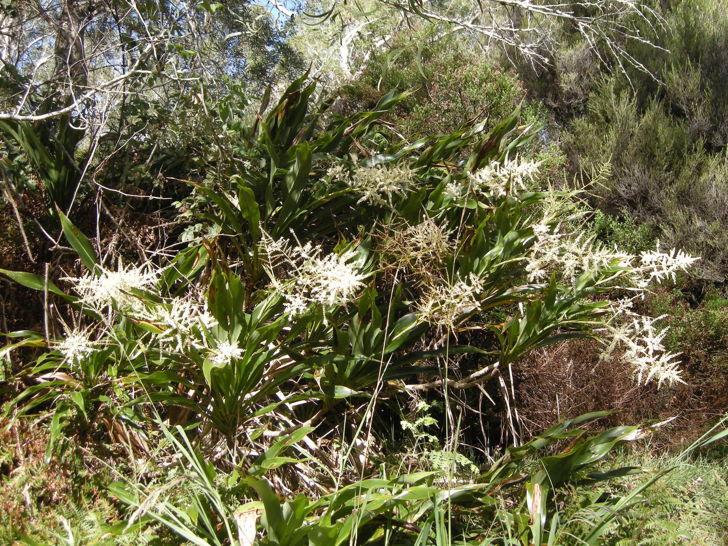 cordyline_mauritiana5md