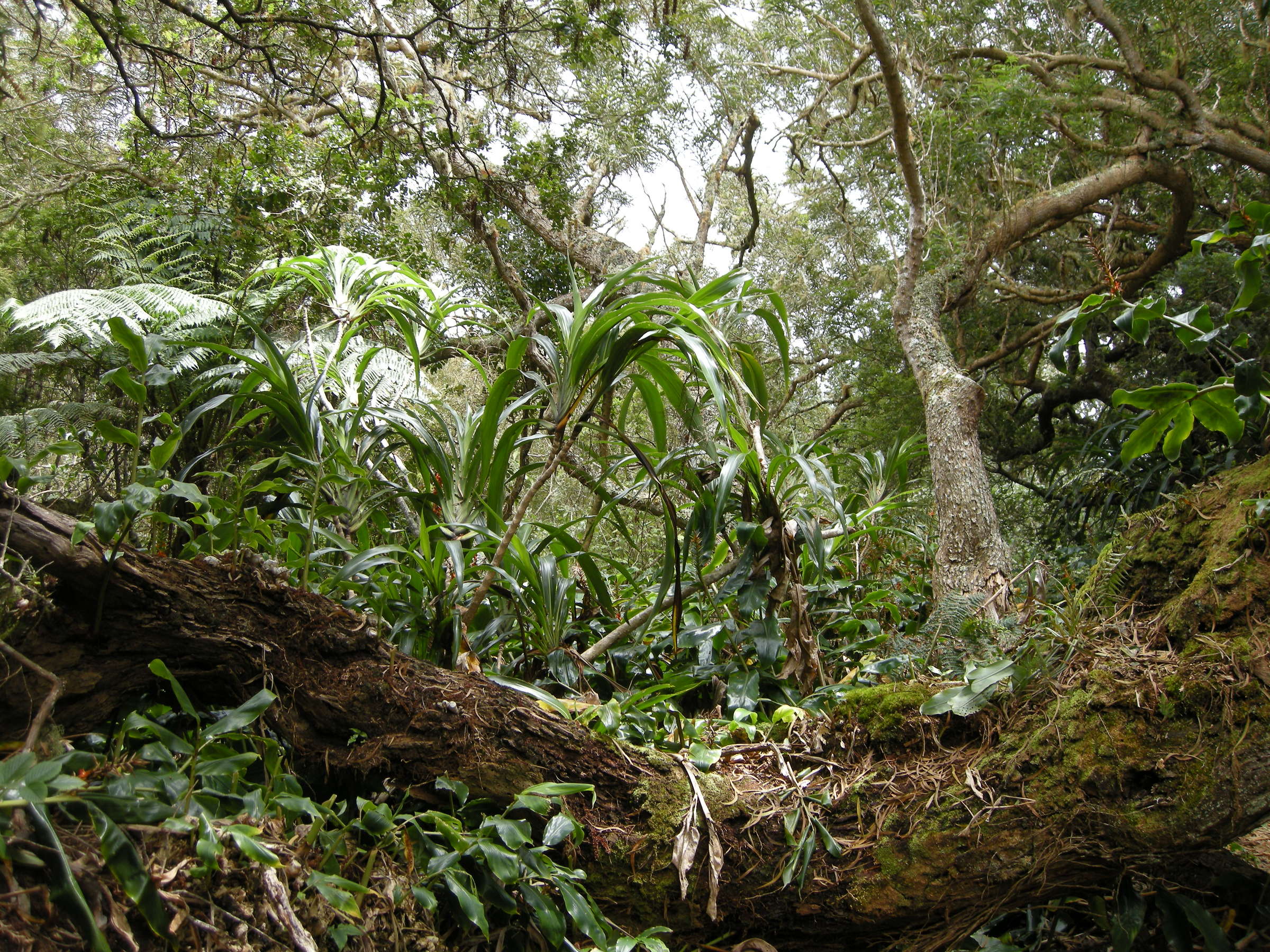 cordyline_mauritiana6md