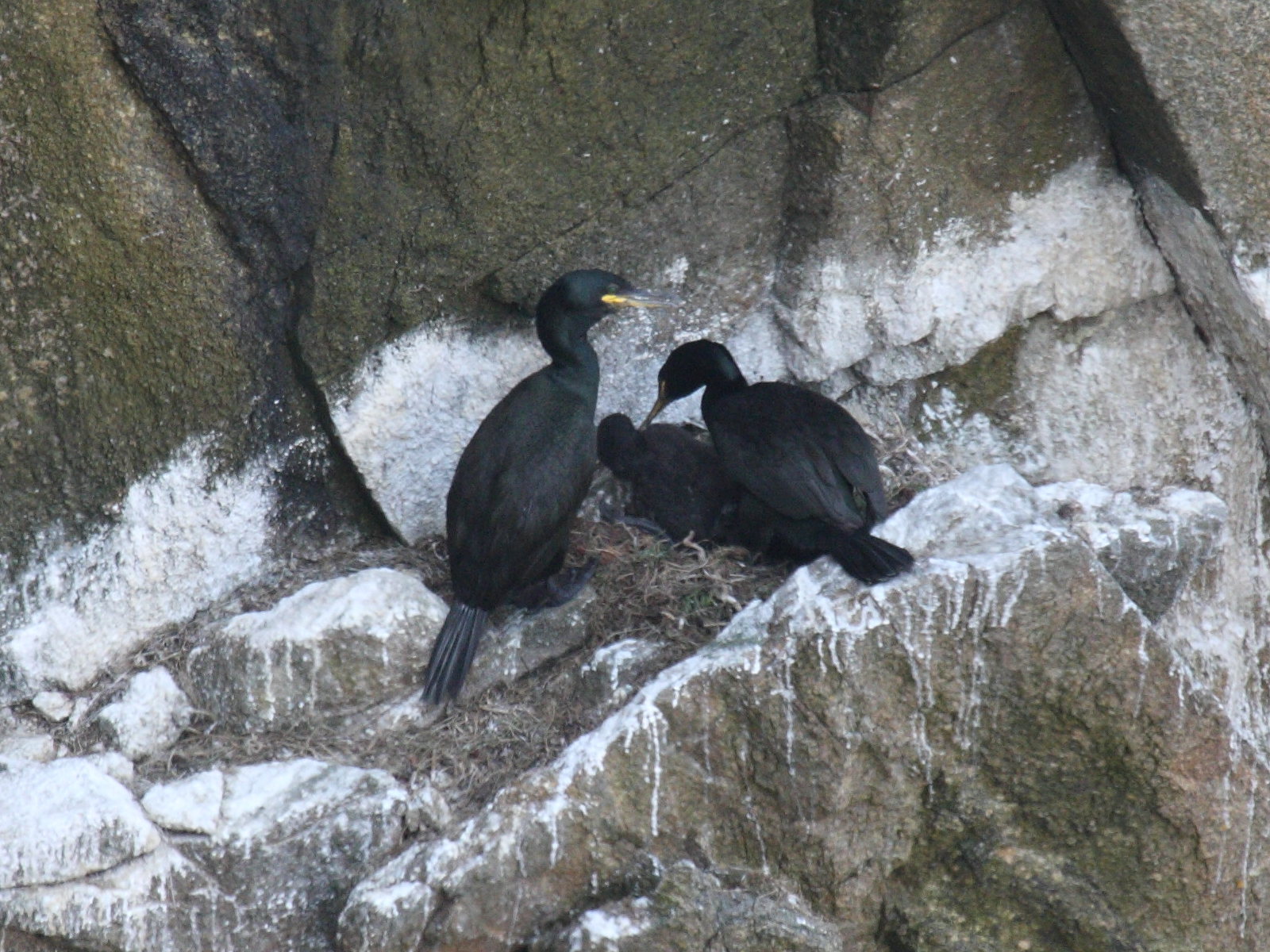 Afficher le média cormoran_huppe_-_phalacrocorax_aristotelis3bd cormoran_huppe_-_phalacrocorax_aristotelis3bd