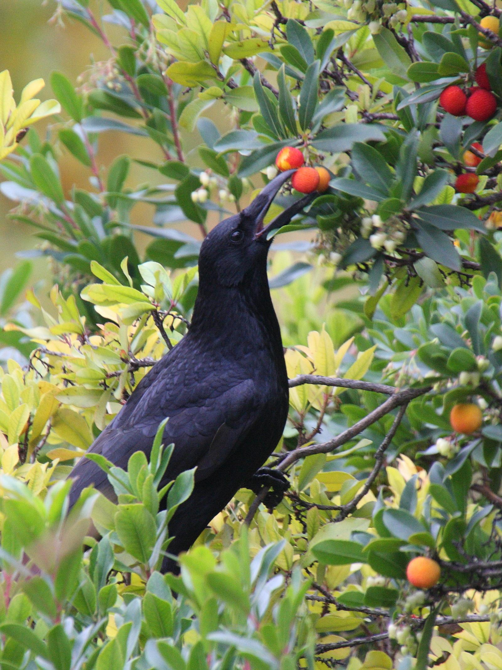 corneille_noire_-_corvus_corone4bd