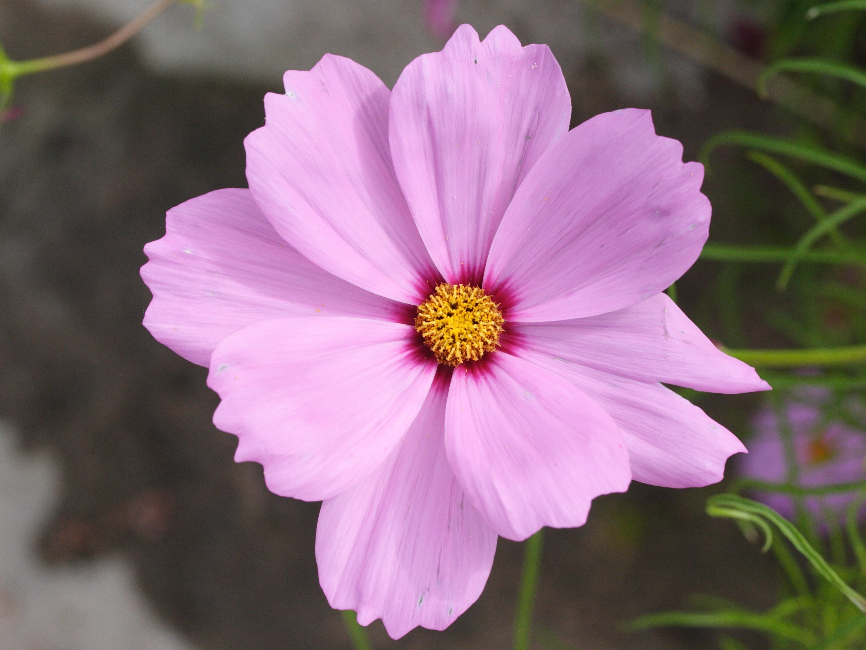 cosmos_bipinnatus2md