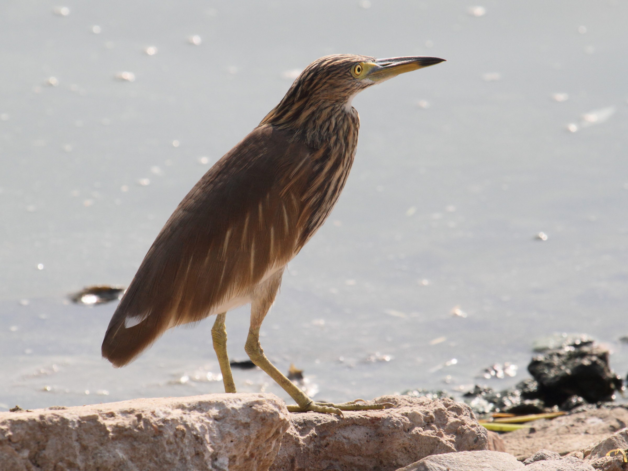 crabier_de_gray_-_ardeola_grayi3bd