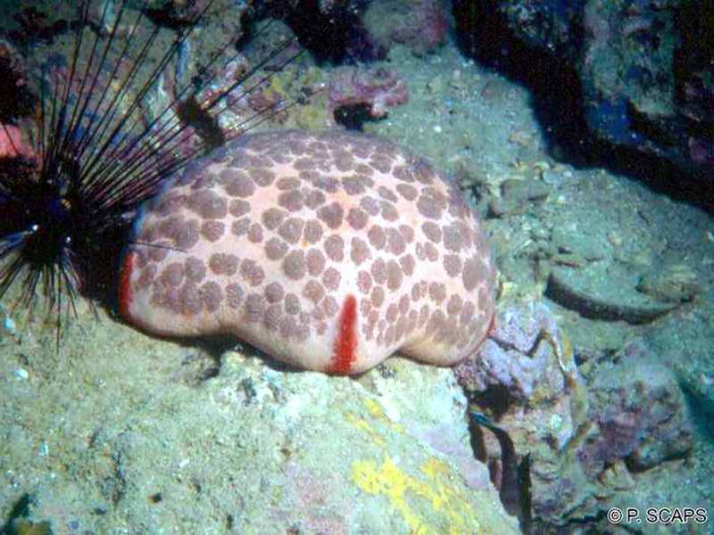 culcita_novaeguineae2ps