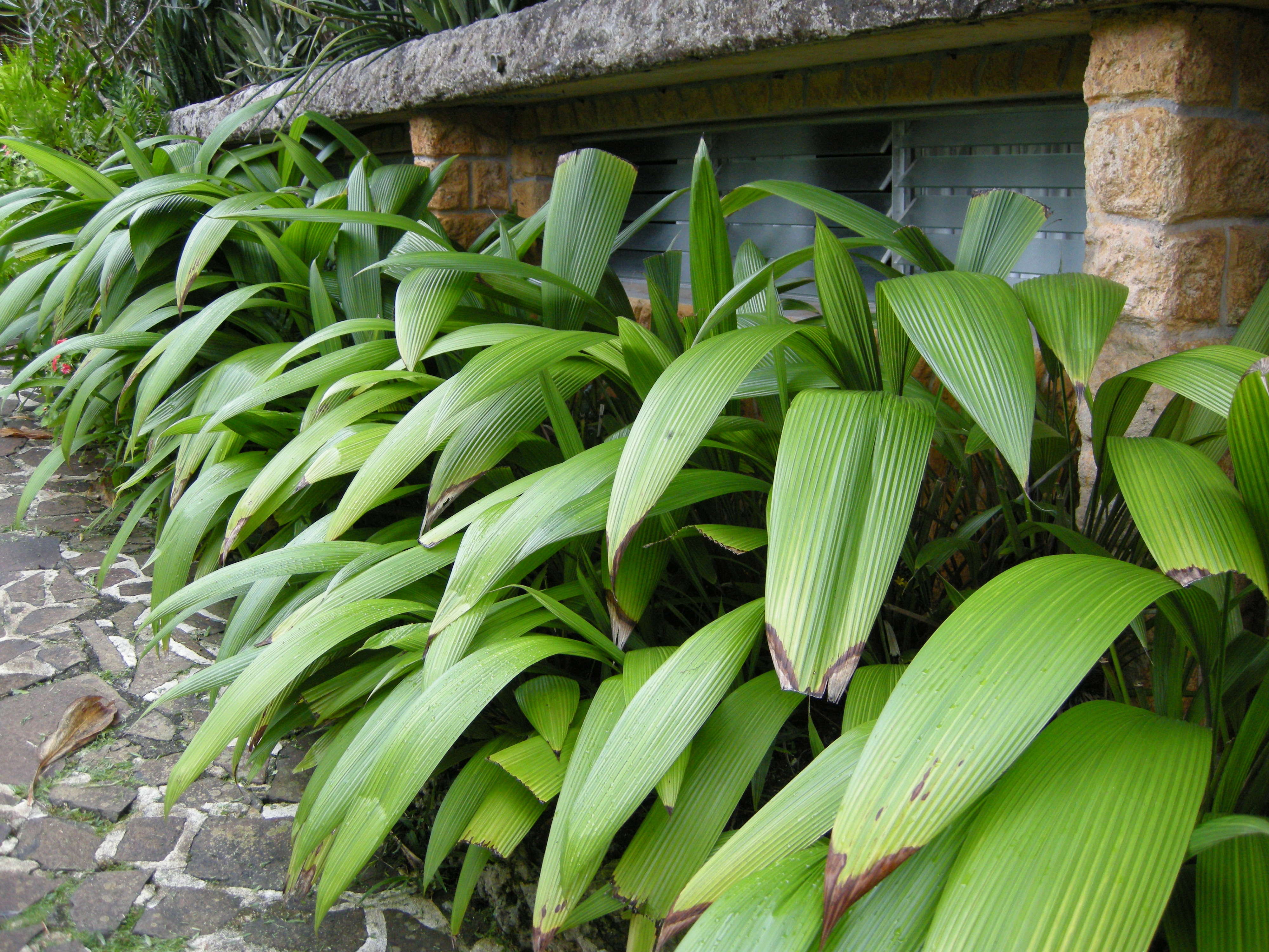 curculigo_capitulata1md