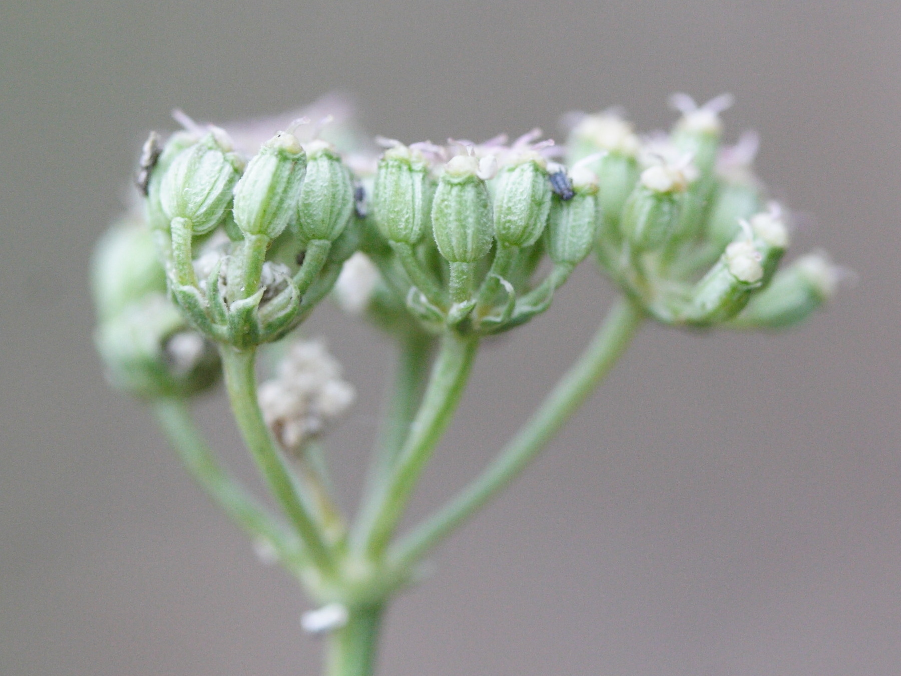 cyclospermum_leptophyllum4md