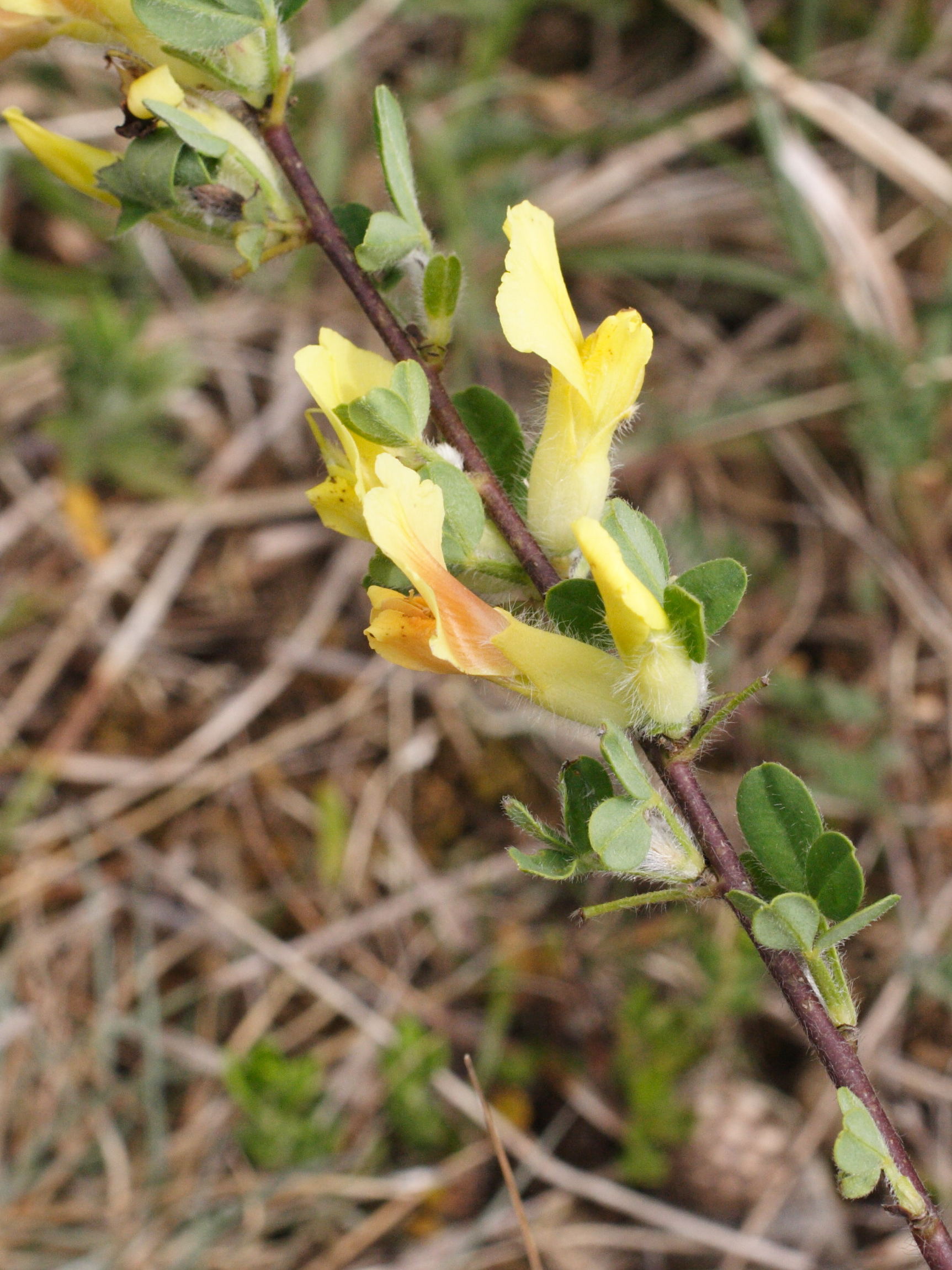 cytisus_hirsutus6md
